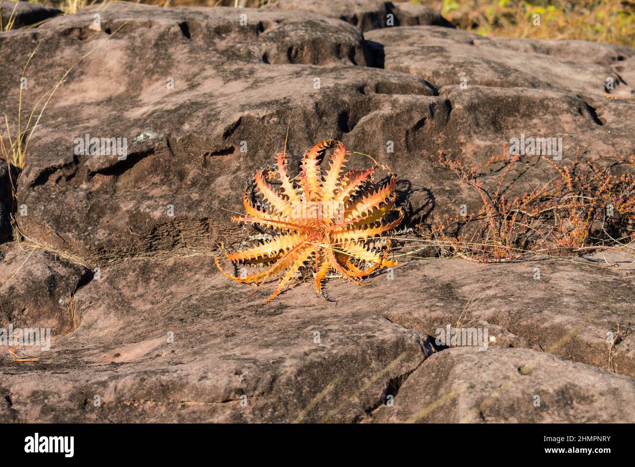 Paesaggio di Sertao - Macambira (Bromeliia laciniosa) un tipo di bromo endemico dal Brasile nella campagna di Oeiras, Piaui (Brasile nord-orientale) Foto Stock