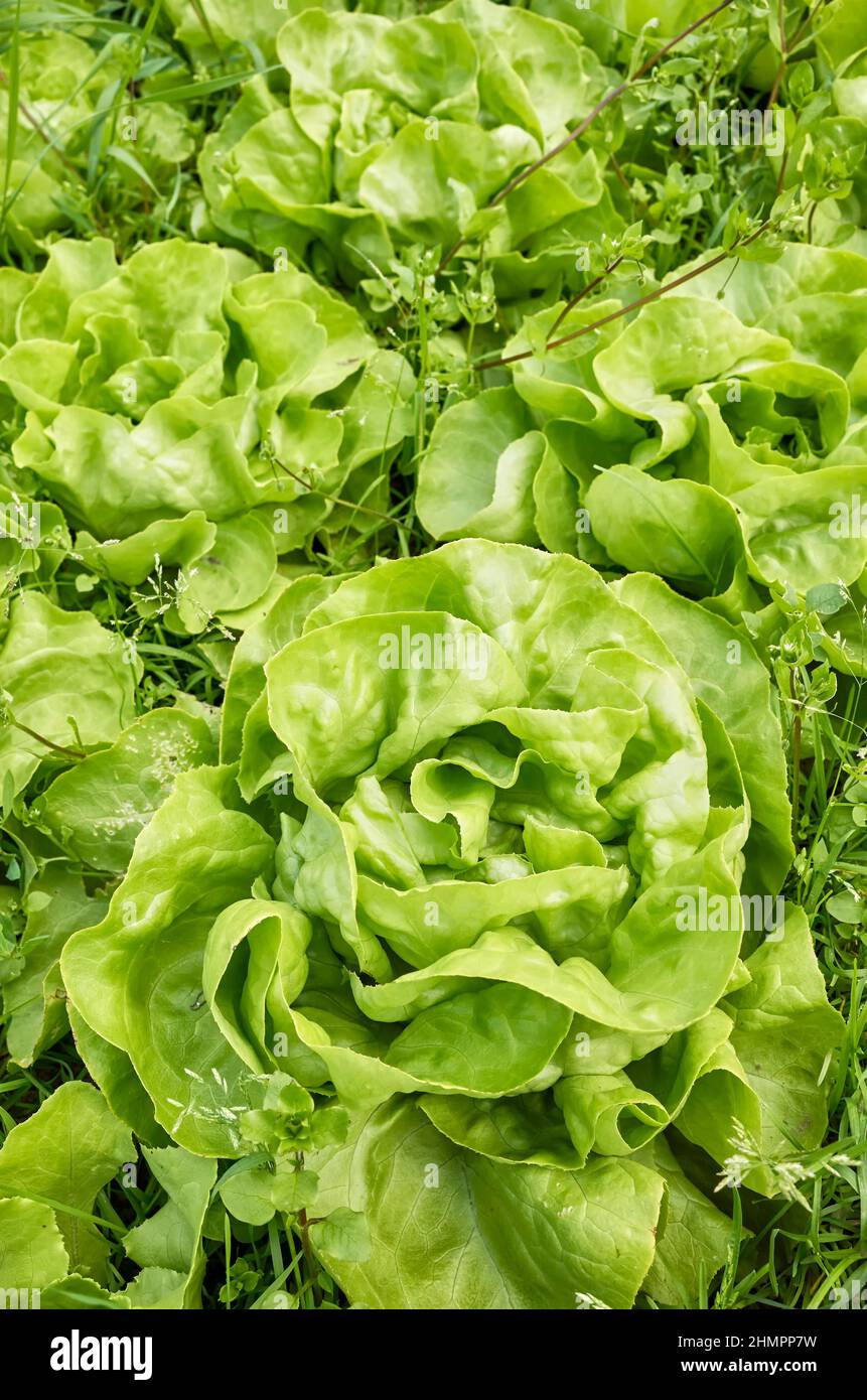 Primo piano di una coltivazione biologica della lattuga, fuoco selettivo. Foto Stock