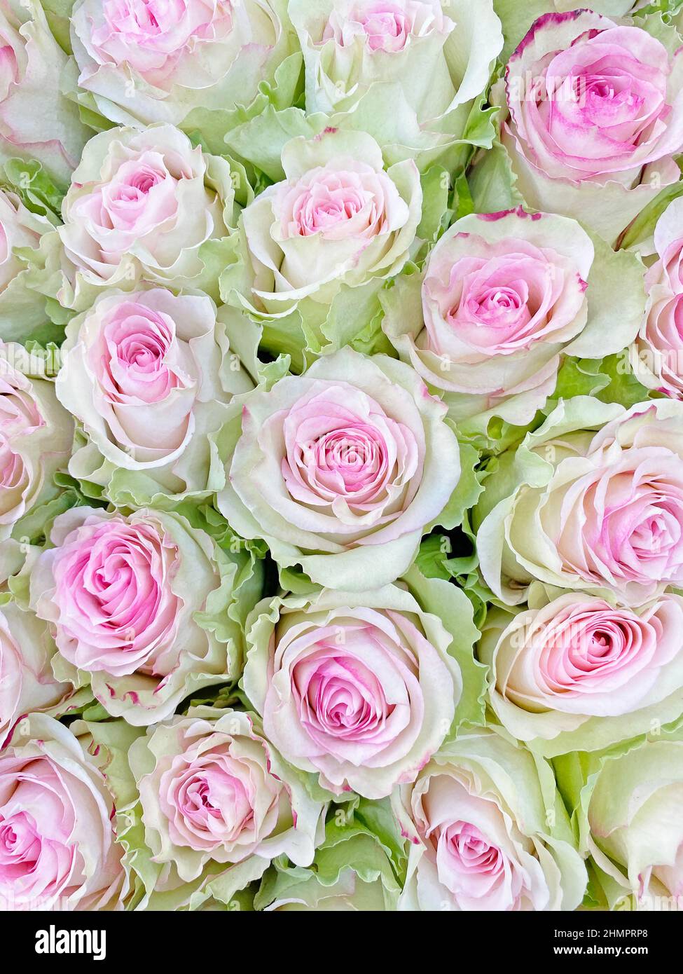 primo piano di bouquet di rosa con rose verdi Foto Stock
