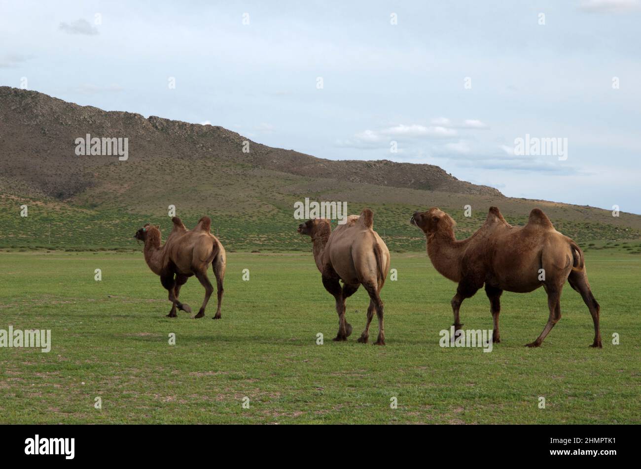Piccolo gruppo di cammelli baccriani selvatici, camelus ferus, a piedi liberi nella campagna mongolo. Zona rurale vicino a Kharakhorum, Mongolia Foto Stock