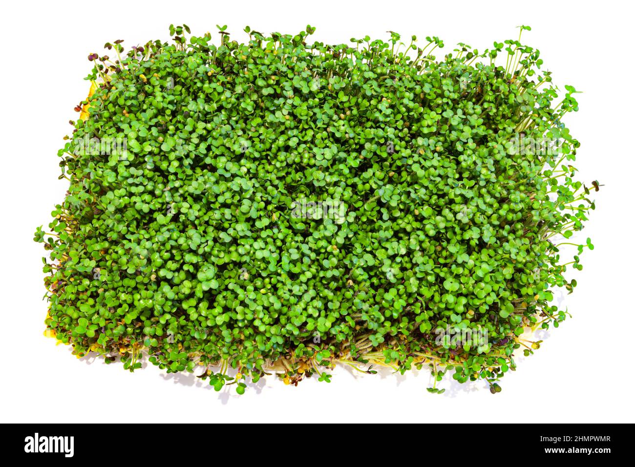 Microgreen eco nutrizione. Crescere di micro verde da senape Foto Stock