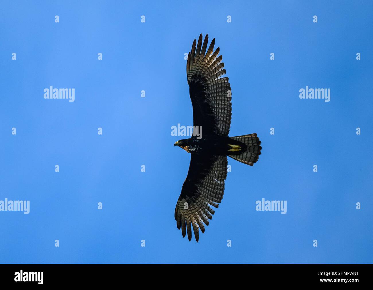 Un falco a coda di zona (Buteo albonotatus) che sorvola. San Blas, Nayarit, Messico. Foto Stock