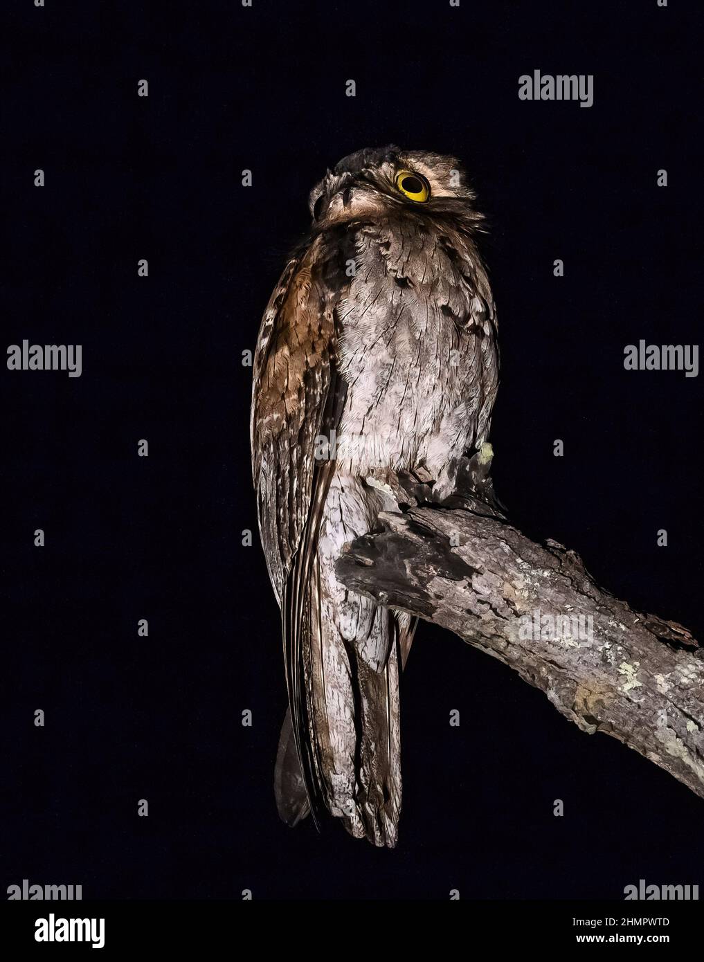 Un Potoo settentrionale (Nyctibius jamaicensis) arroccato su un ramo di notte. San Blas, Nayarit, Messico. Foto Stock