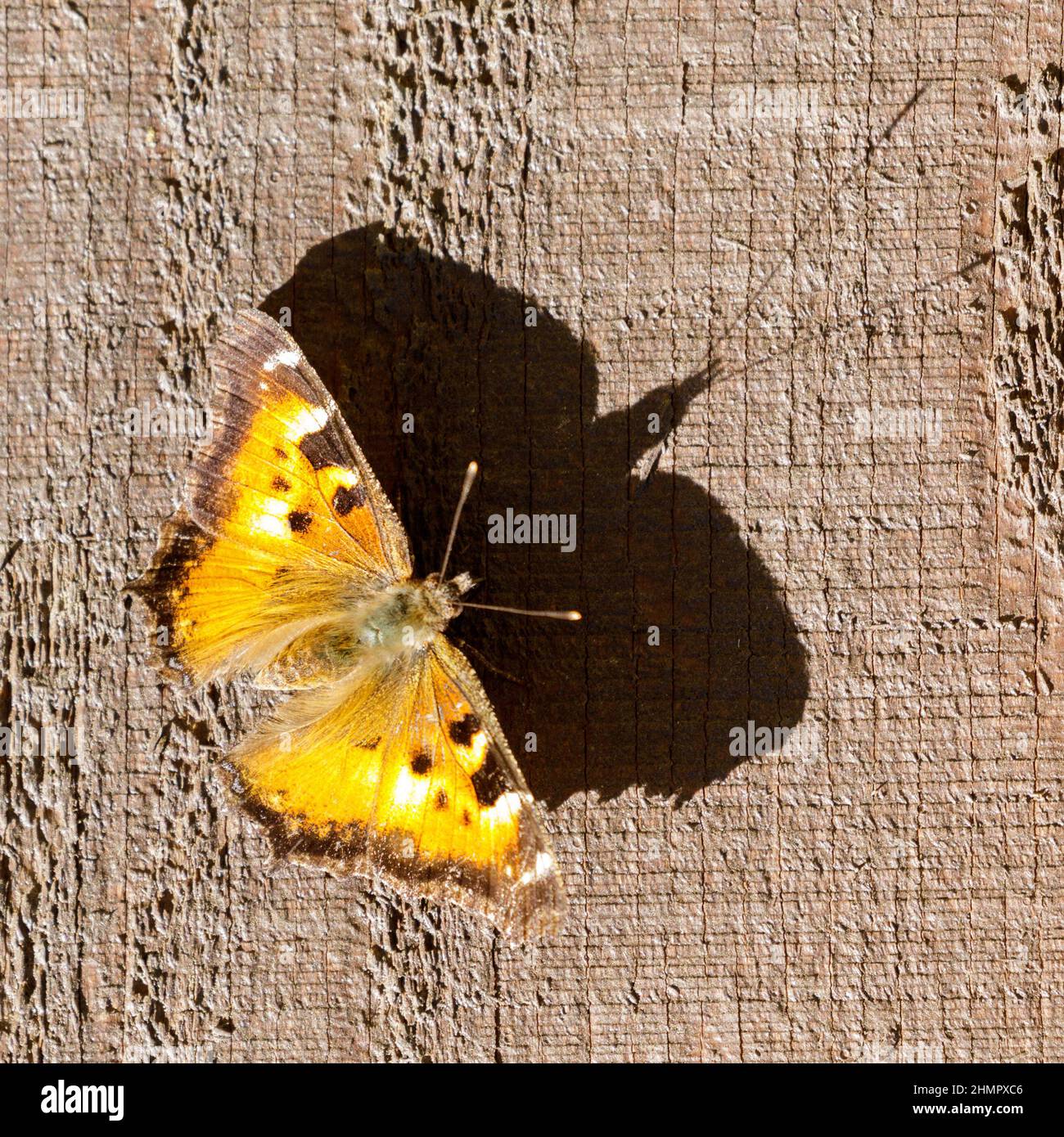 California tartaroiseshell farfalla prendere il sole su una parete fienile. Bay Area, California, Stati Uniti. Foto Stock