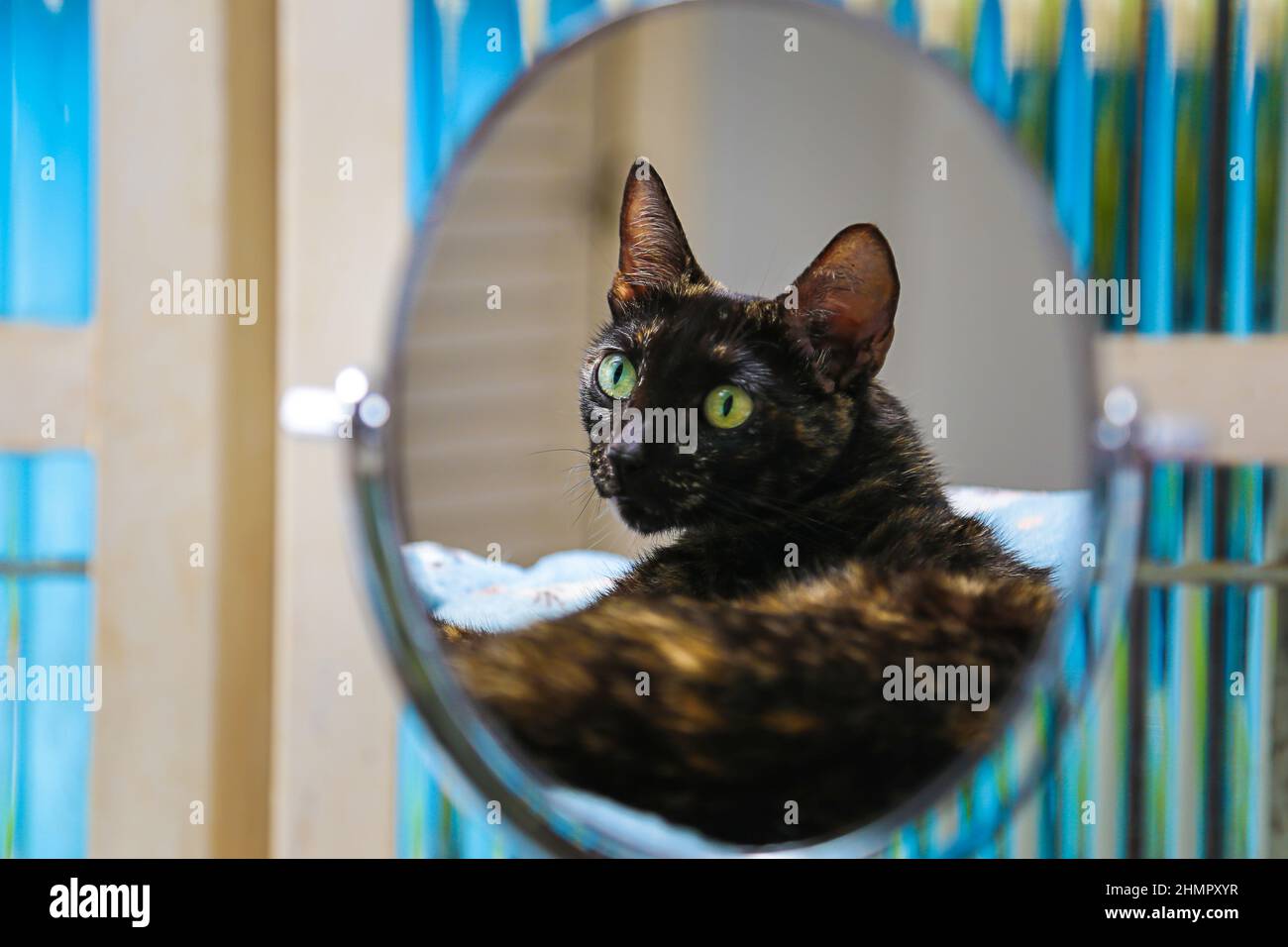 Goiânia, Goias, Brasile – 11 febbraio 2022: Un gatto di tartaruga riflesso in uno specchio ovale di fronte ad una finestra di vetro. Foto Stock