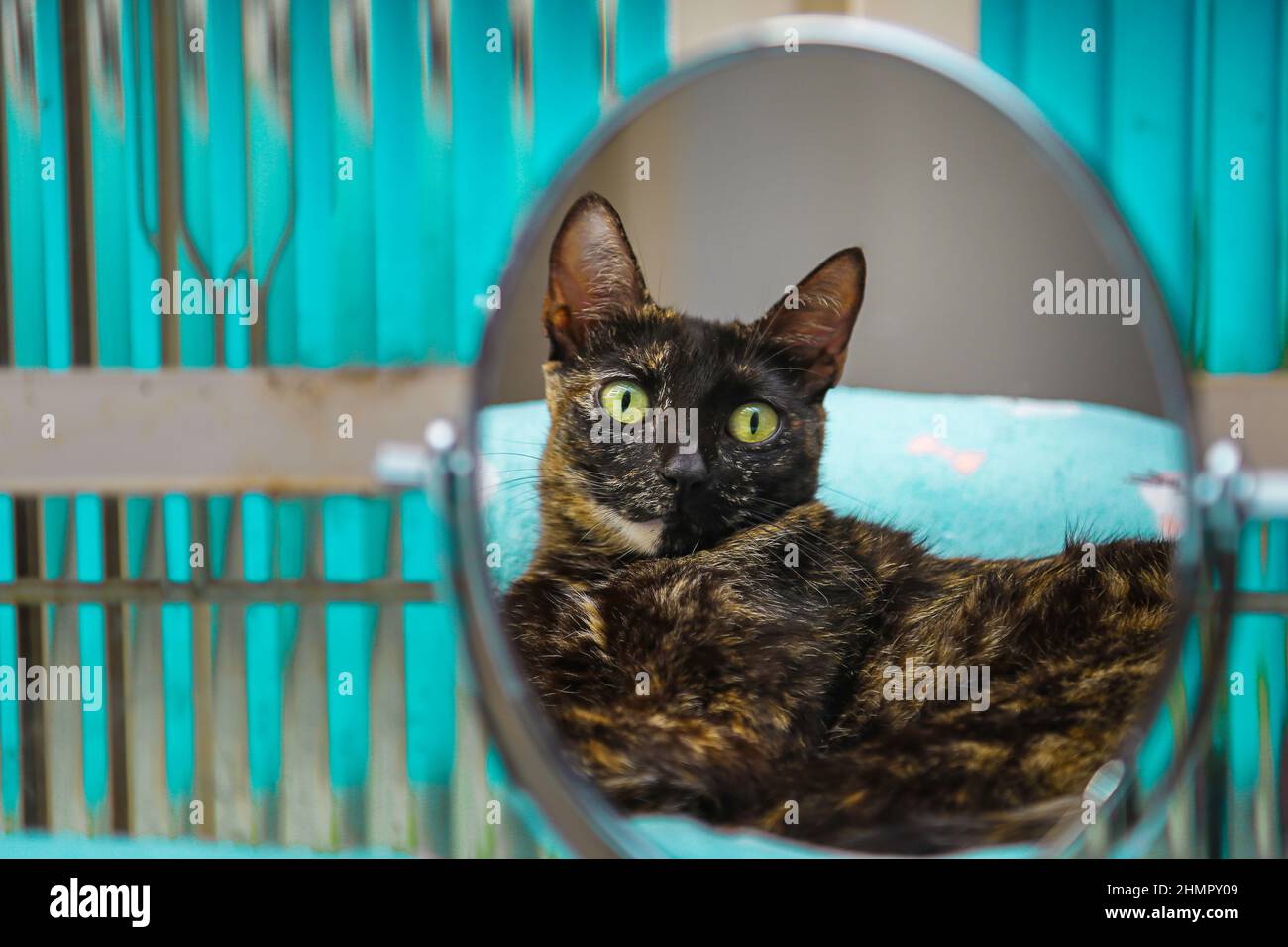Goiânia, Goias, Brasile – 11 febbraio 2022: Un gatto di tartaruga riflesso in uno specchio ovale di fronte ad una finestra di vetro. Foto Stock