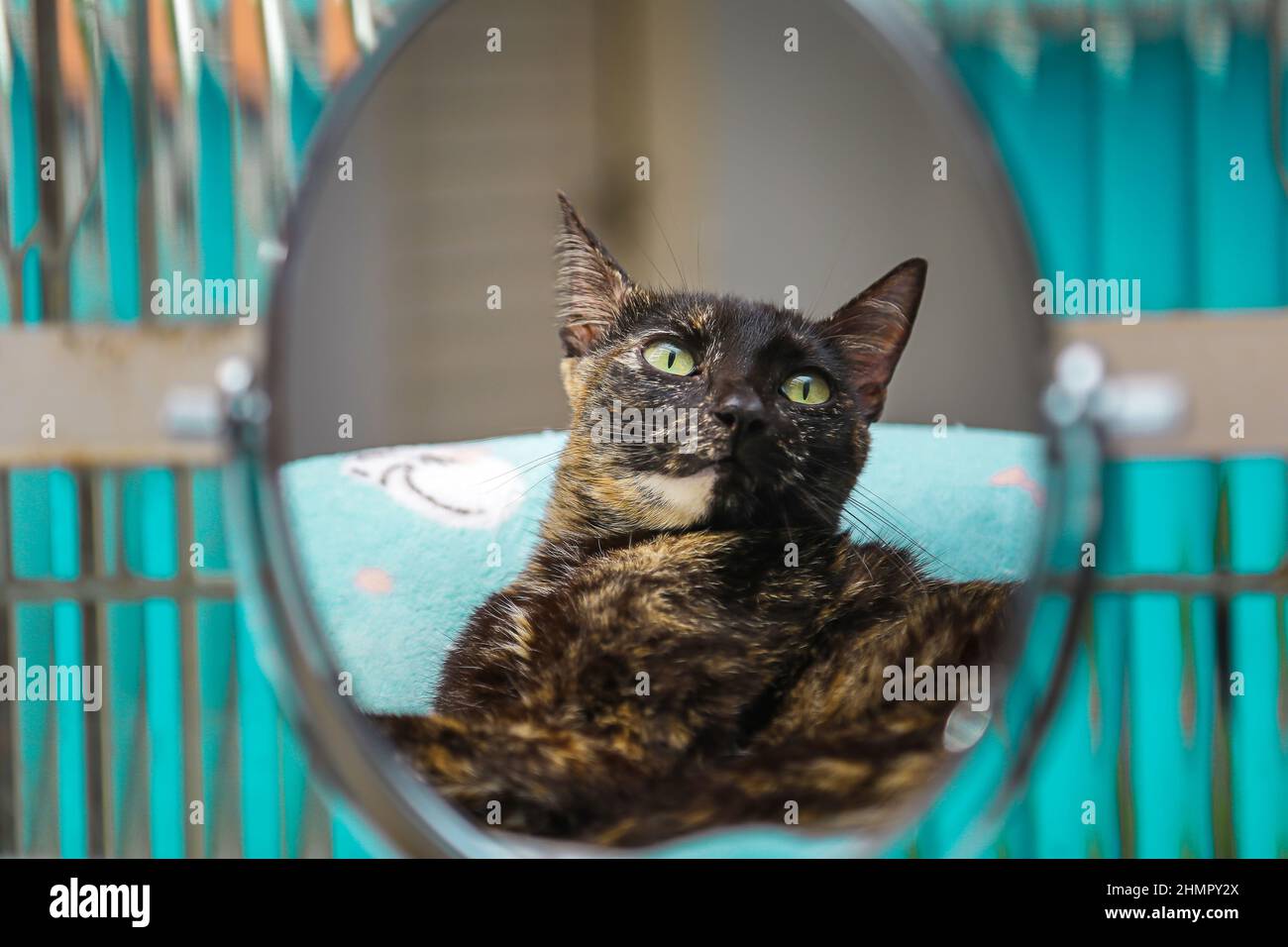 Il Gatto Si Guarda in Uno Specchio Da Scrivania Con Un'angolazione Di  Legno. Immagine Stock - Immagine di grigio, branelli: 216670885