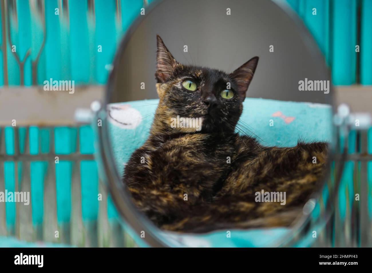 Goiânia, Goias, Brasile – 11 febbraio 2022: Un gatto di tartaruga riflesso in uno specchio ovale di fronte ad una finestra di vetro. Foto Stock