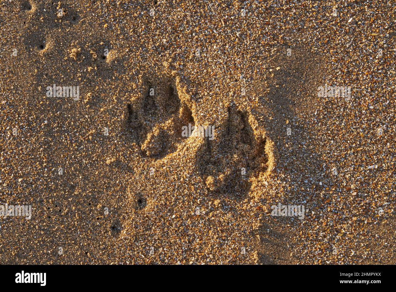 Il piede del cane stampa nella sabbia Foto Stock