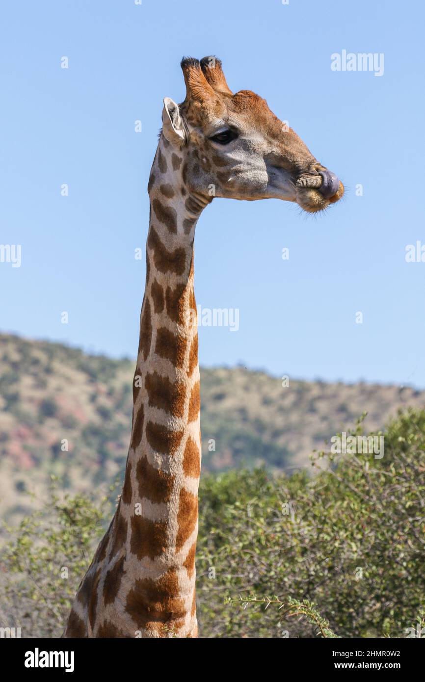 Giraffe, Parco Nazionale di Pilanesberg, Sudafrica Foto Stock