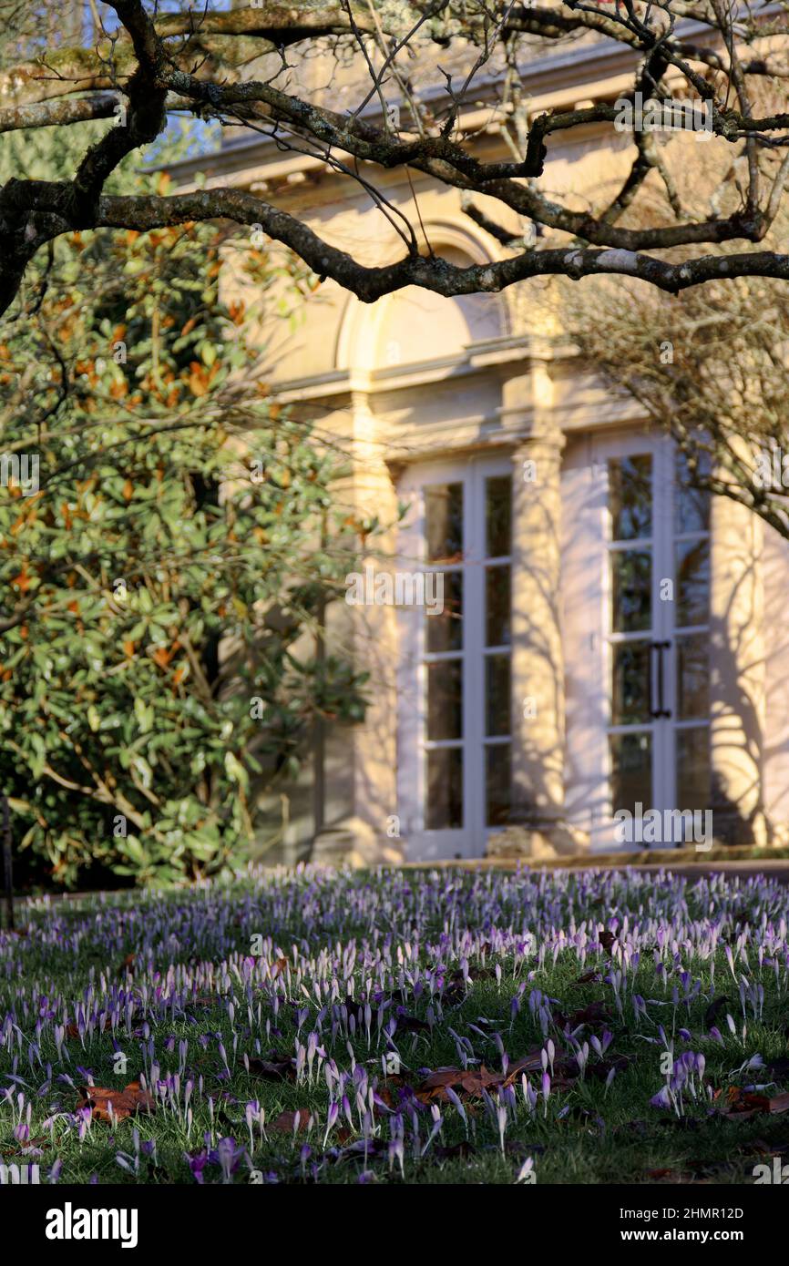 Bagni di sole invernale e croco nei giardini botanici Foto Stock