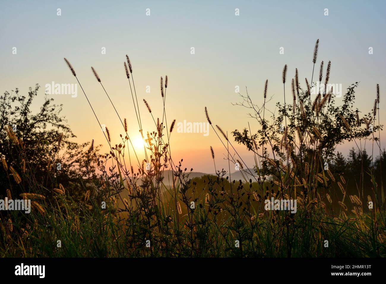 Il sole splende attraverso l'erba alta di mattina presto Foto Stock