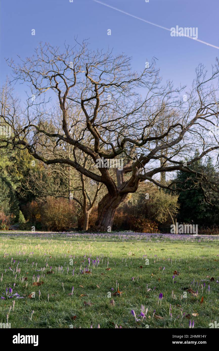 Bagni di sole invernale e croco nei giardini botanici Foto Stock