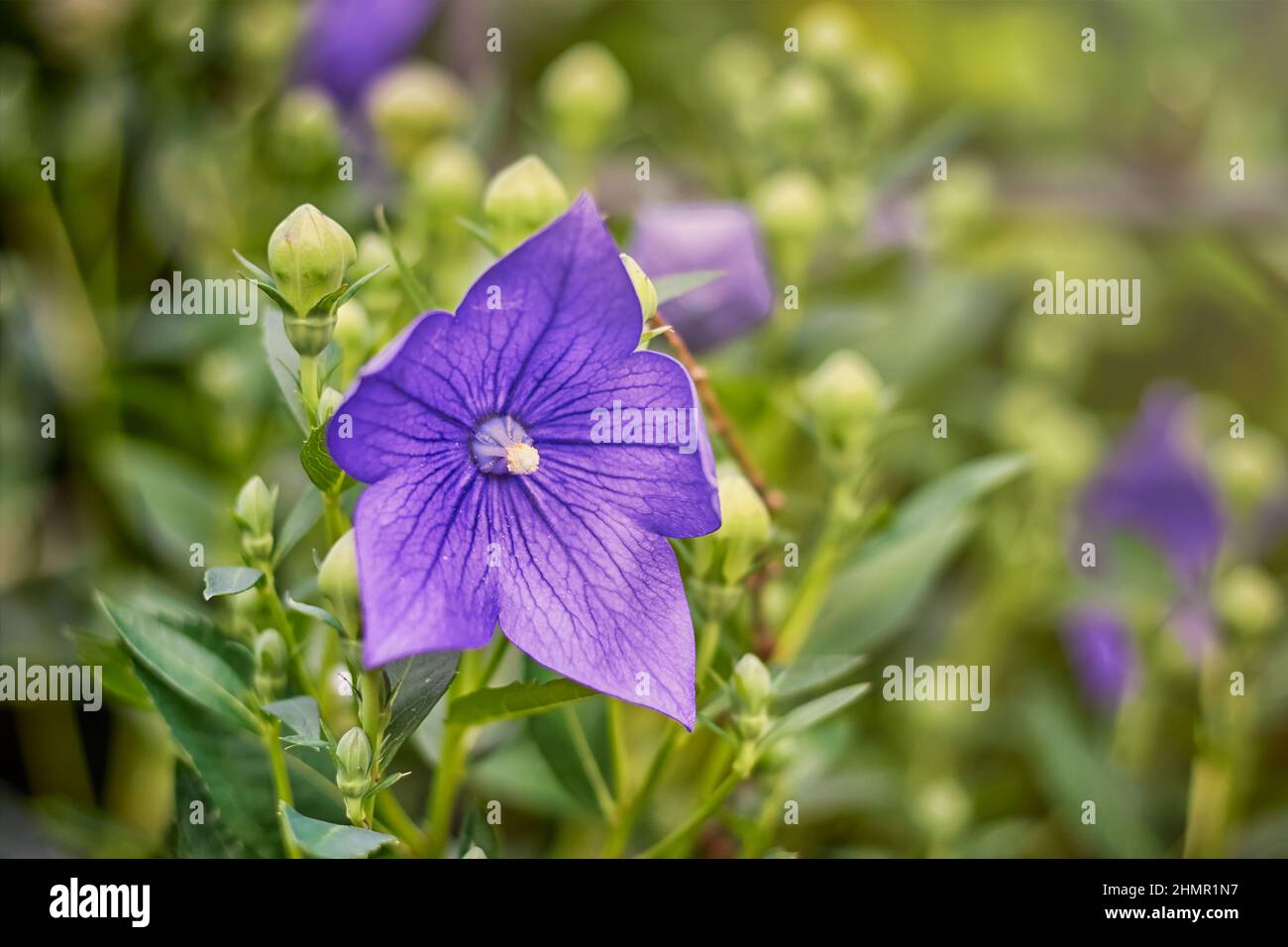 Palloncino fiore closeup viola con luce naturale Foto Stock