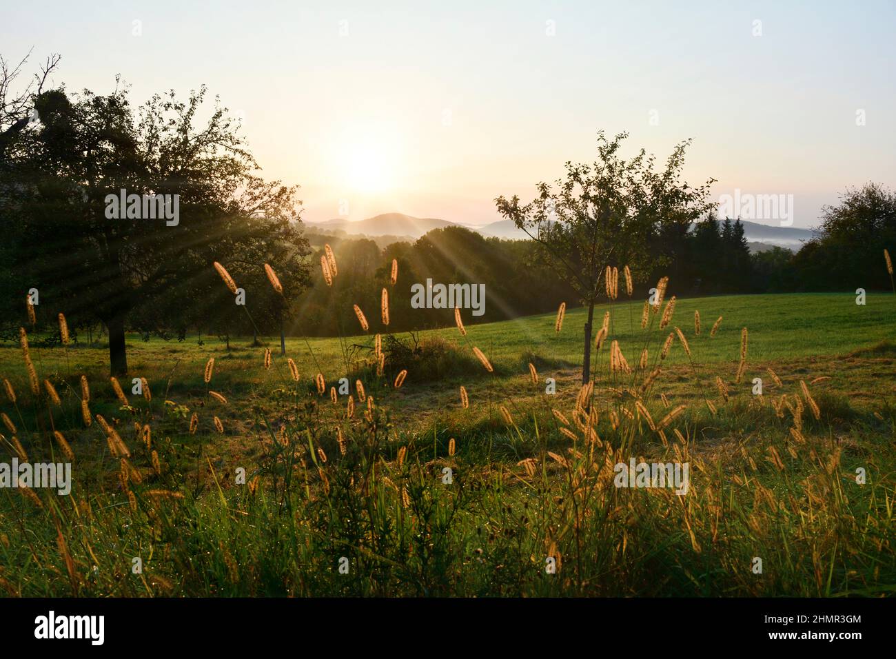 La natura si risveglia - l'alba in un paesaggio verde con un prato Foto Stock