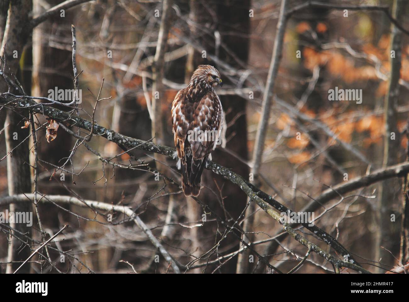 Legno-falco appollaiato in un albero in cerca di cibo Foto Stock