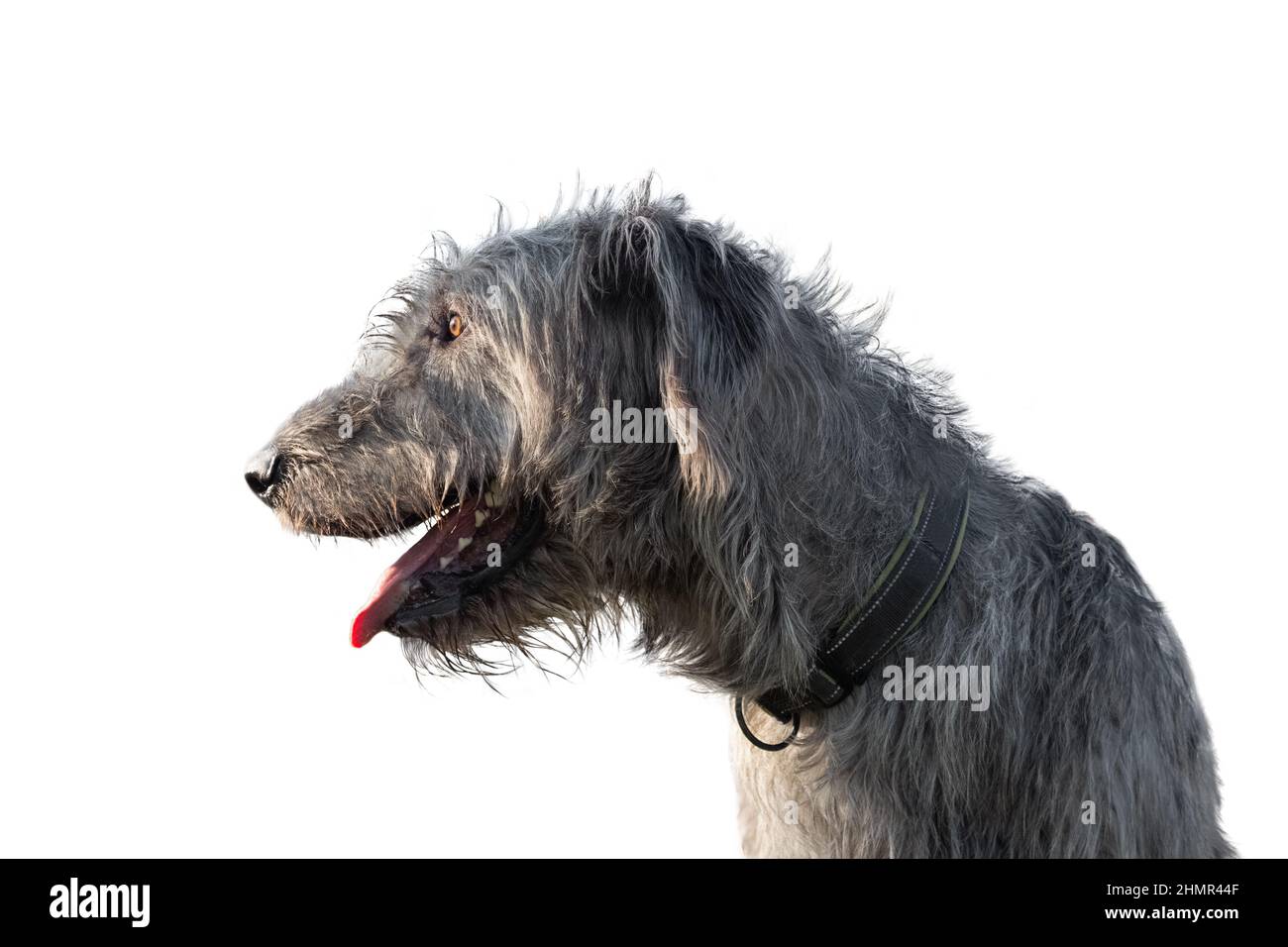 Wolfhound irlandese - un enorme cane grigio guarda di lato Foto Stock