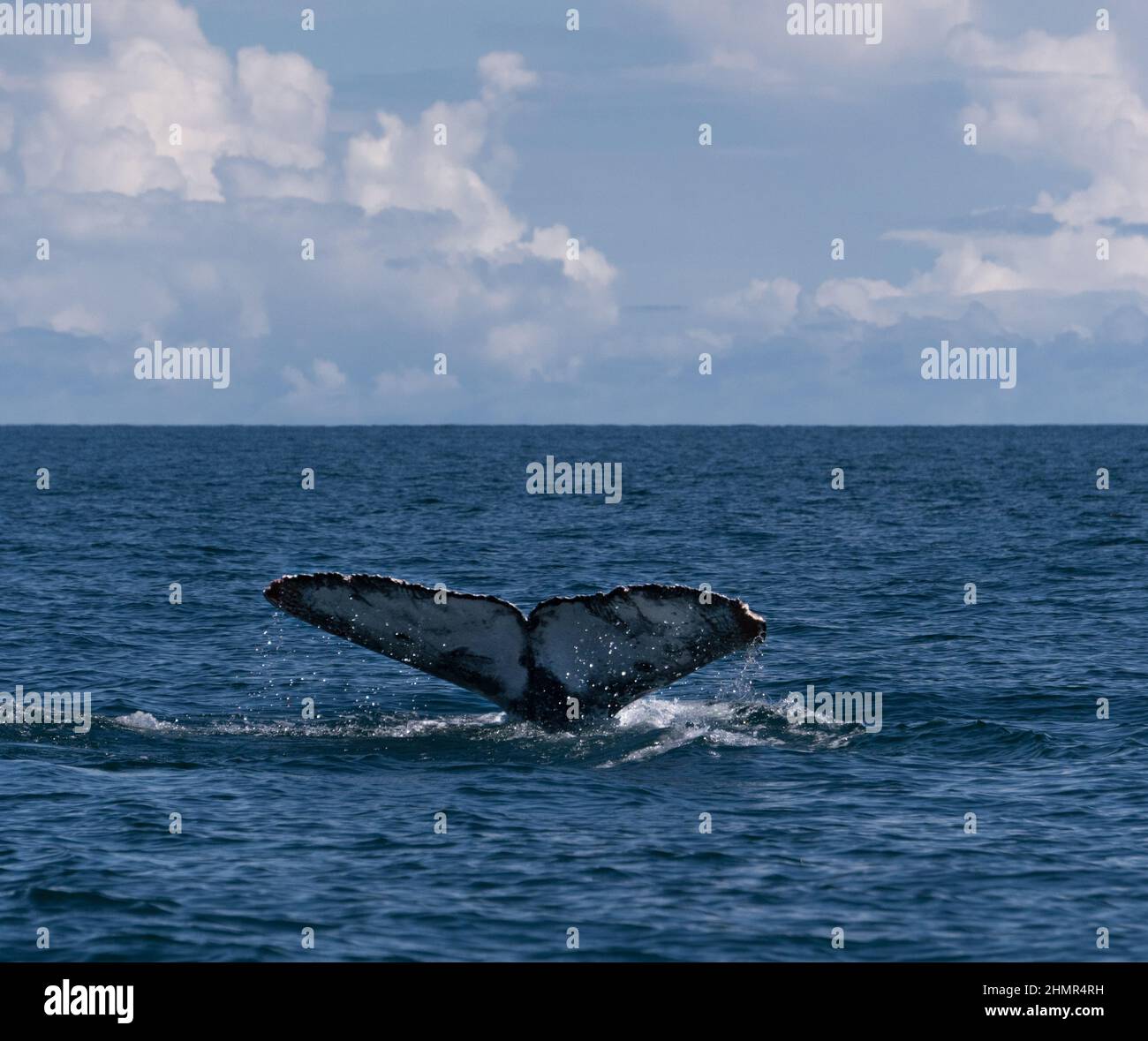 Una balena humpback è vista sulle coste di Coqui nella regione di Choco in Colombia saltando il mare. A Coqui - Choco, Colombia, il 5 luglio 2021. Foto Stock