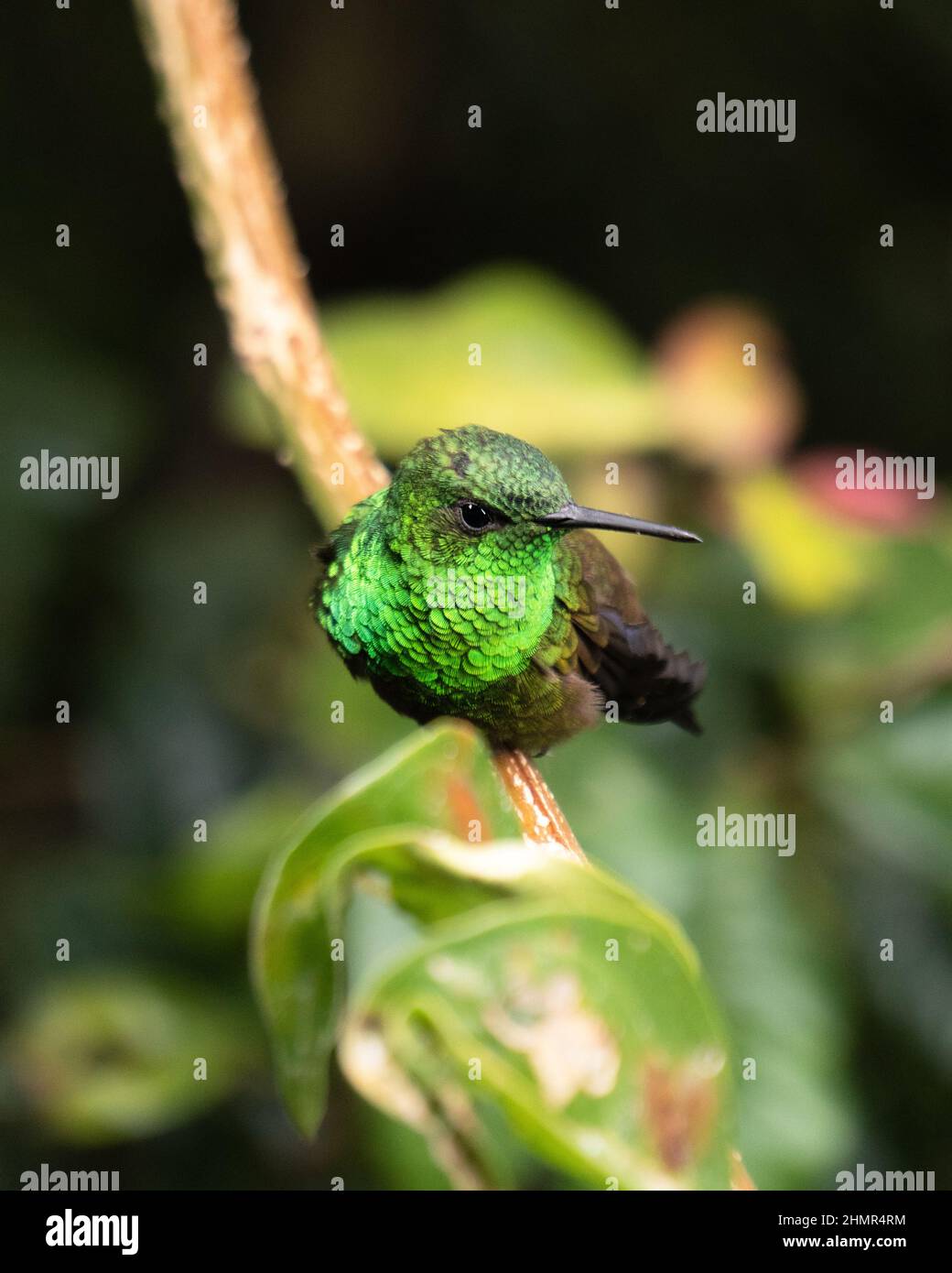 Un colibrì verde a Choachi - Cundinamarca, Colombia, il 21 agosto 2021 Foto Stock