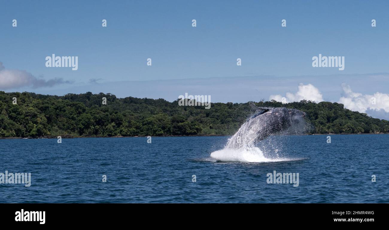 Una balena humpback è vista sulle coste di Coqui nella regione di Choco in Colombia saltando il mare. A Coqui - Choco, Colombia, il 5 luglio 2021. Foto Stock