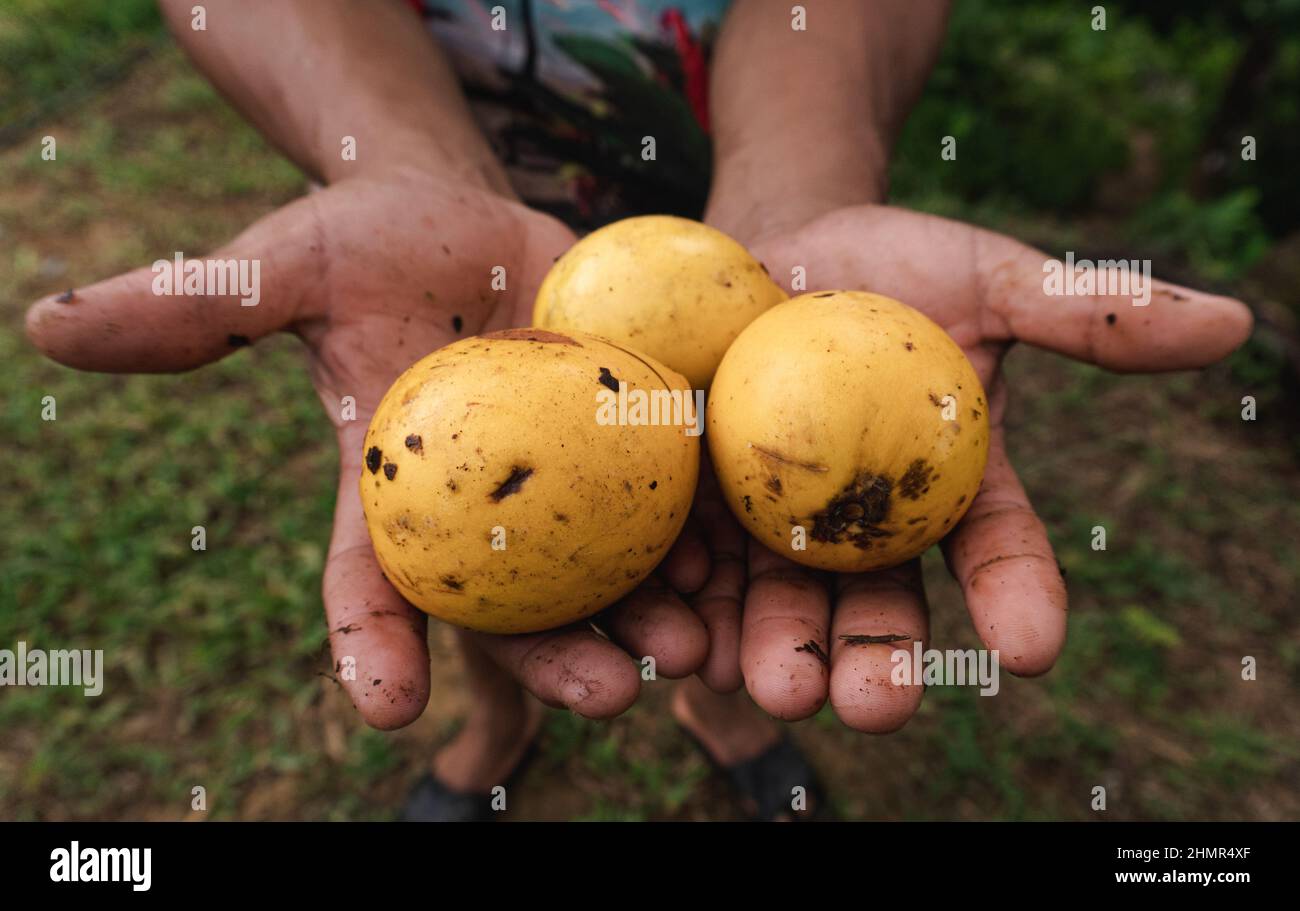 Un recente raccolto di frutti di caimito di Pouteria è tenuto da un membro della comunità indigena di Embera Kipara a Nuqui, Choco, Colombia, il 3 luglio 2021 Foto Stock