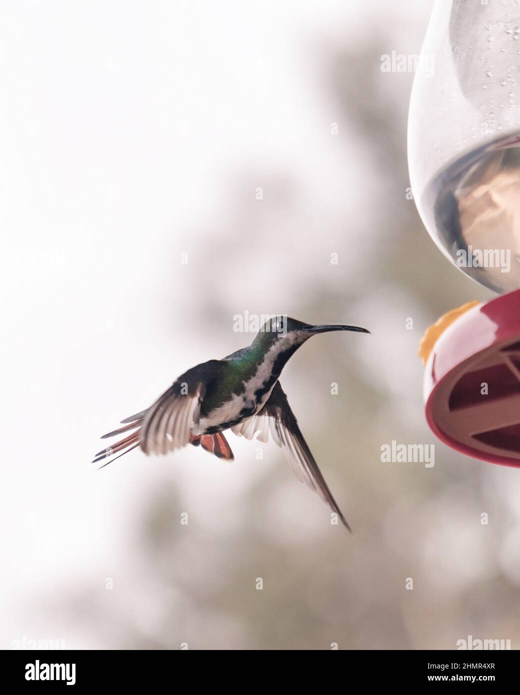 Una femmina hummingbird di mango dal lancio nero è visto volare a Ubaque - Cundinamarca, Colombia il 14 marzo 2021. Foto Stock