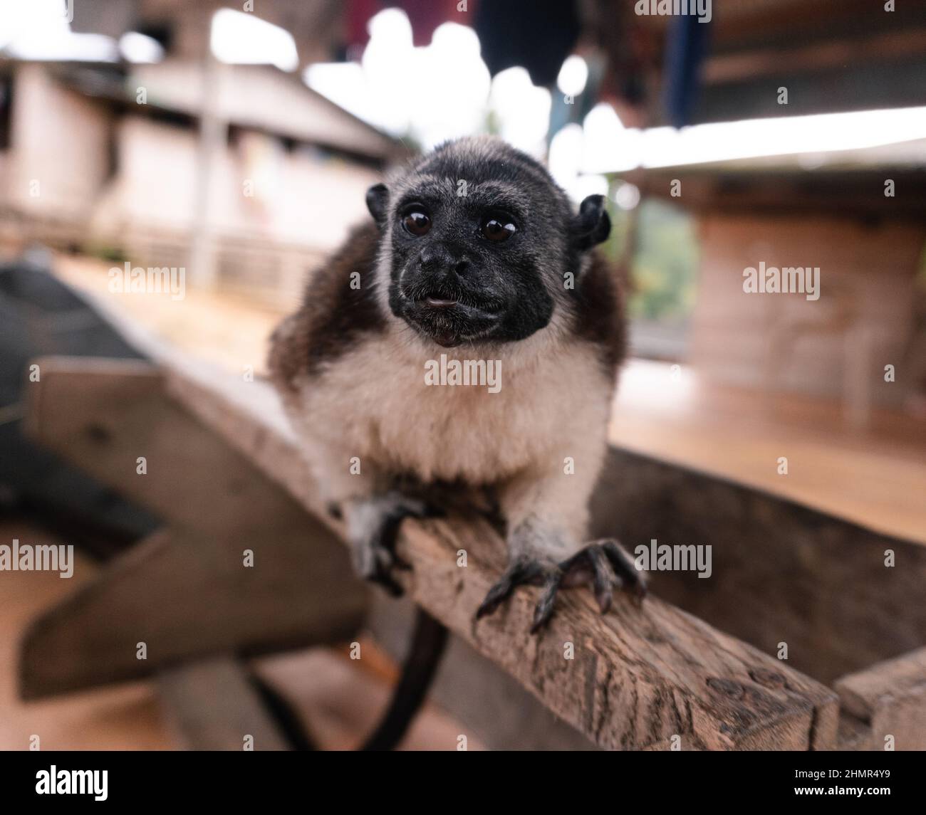 Un monkee di tamarine con cotton-top è visto nel territorio della comunità indigena di Embera Kipara il 4 luglio 2021 a Nuqui - Choco, Colombia Foto Stock