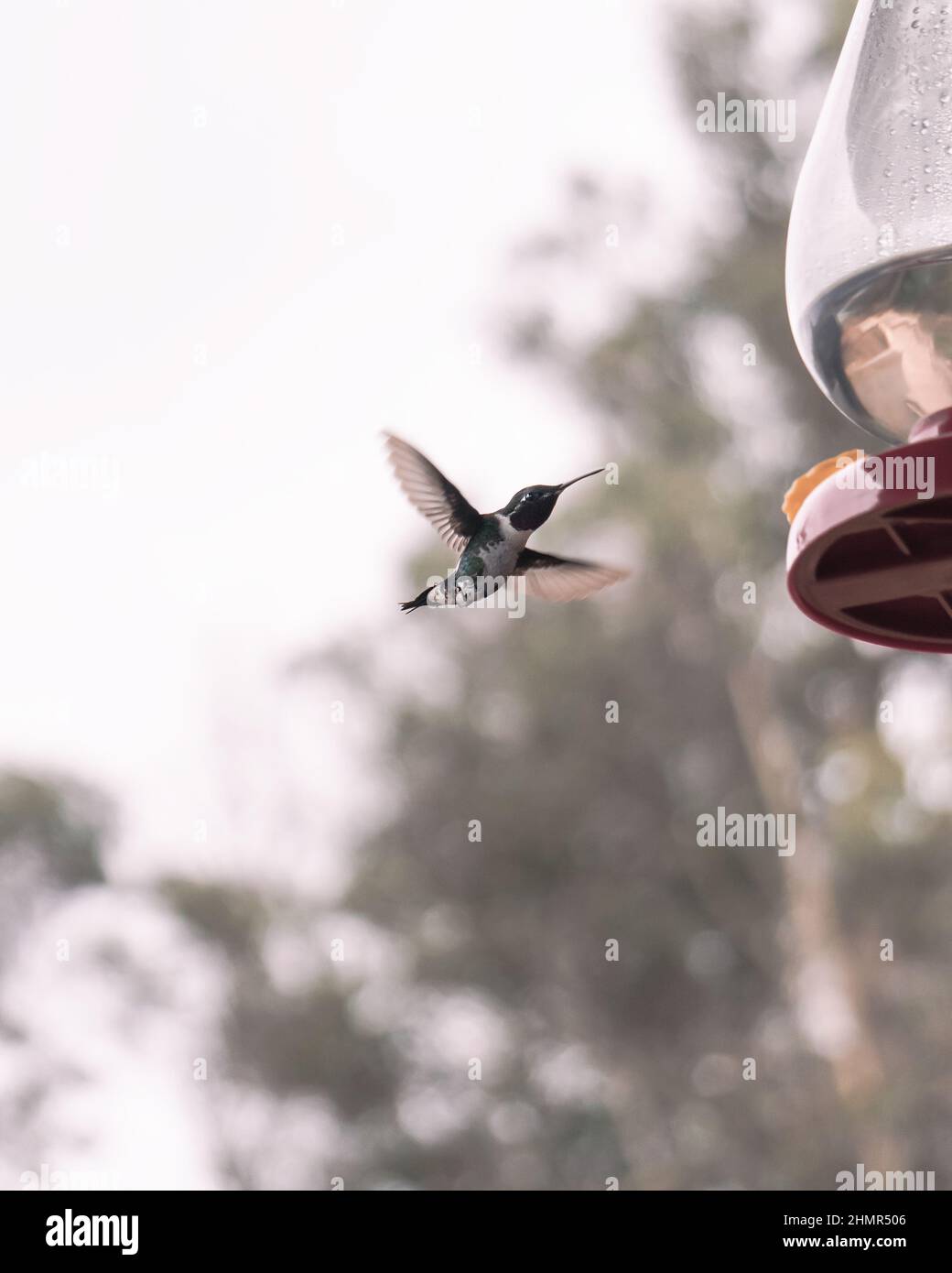 Una femmina hummingbird di mango dal lancio nero è visto volare a Ubaque - Cundinamarca, Colombia il 14 marzo 2021. Foto Stock