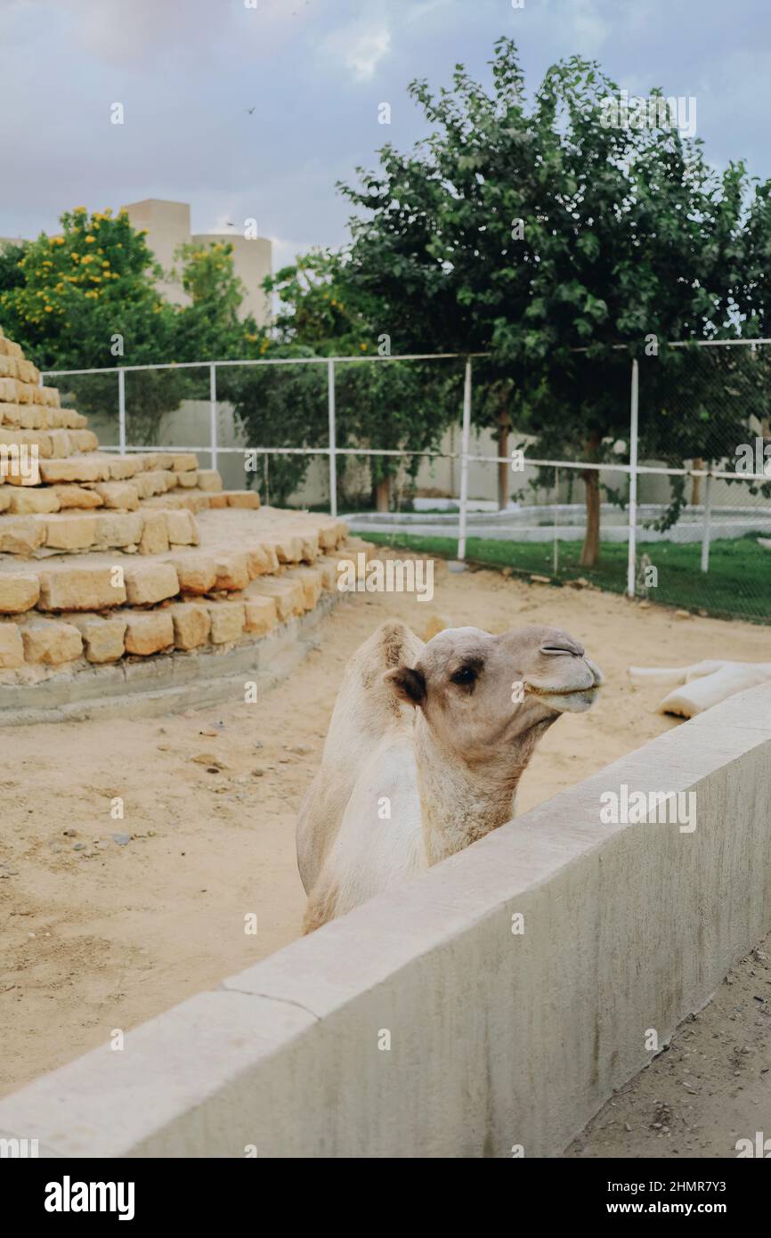 Cammello guardare fuori dalla recinzione zoo, animale prigioniero al Cairo, Egitto Foto Stock