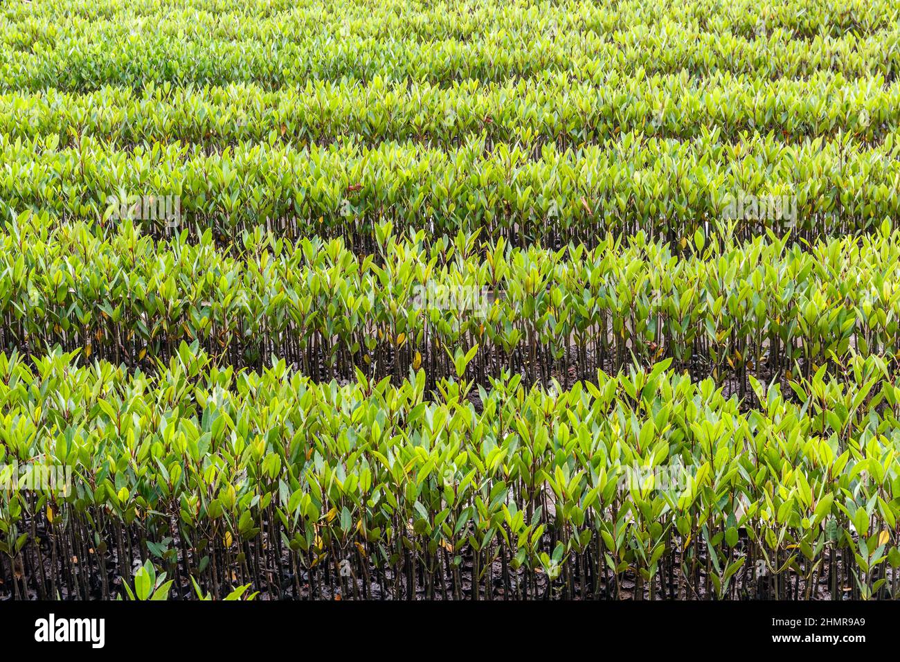 Piantine di mangrovie per piantare in una foresta di mangrovie a Bali, Indonesia. Foto Stock Piantine di mangrovie per piantare in una foresta di mangrovie a Bali, Indonesia. Foto Stock
