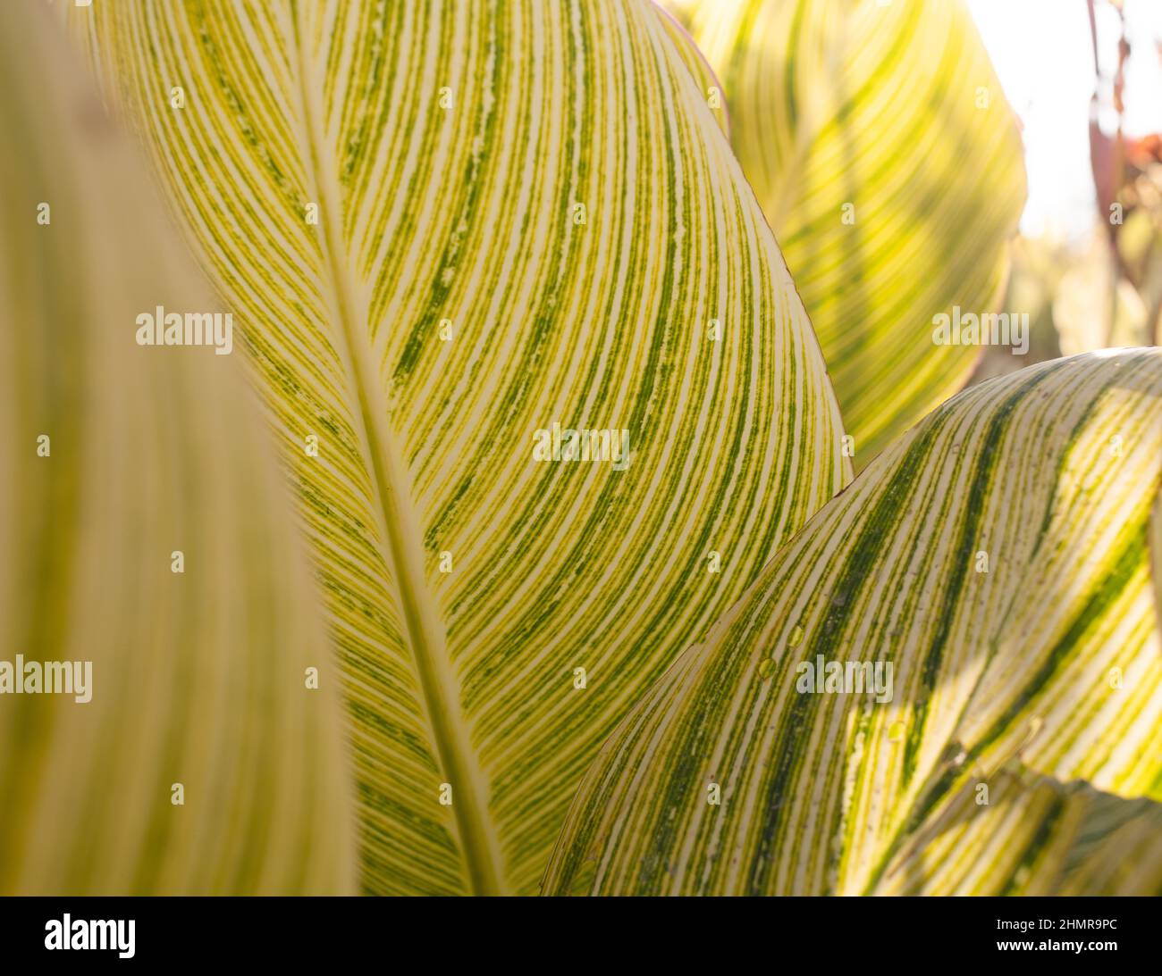 Sfondo caldo e soleggiato naturale con foglie tropicali Foto Stock
