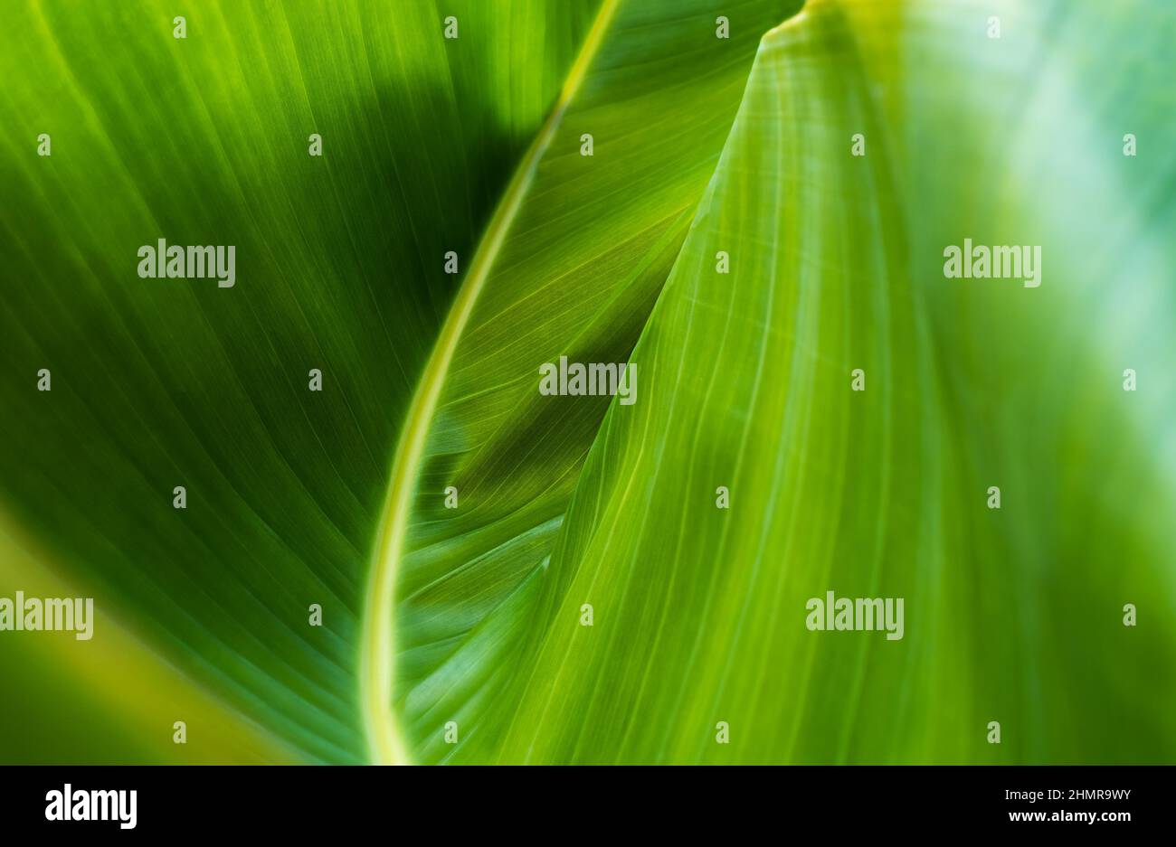 Curve fresco verde banana foglia astratto natura sfondo Foto Stock