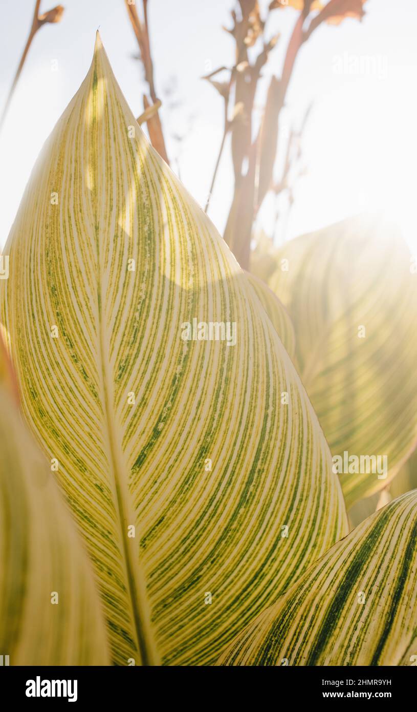 Natura sfondo soleggiato con foglie tropicali da vicino Foto Stock
