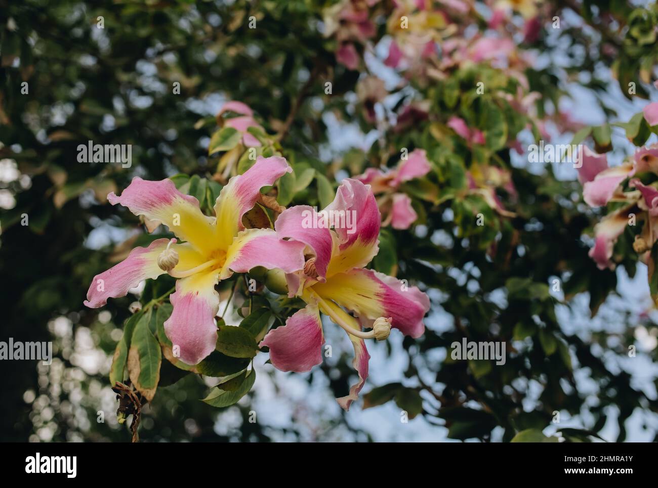 Fioritura di rami di alberi di Magnolia al Cairo, Egitto, la natura fiorisce sfondo Foto Stock