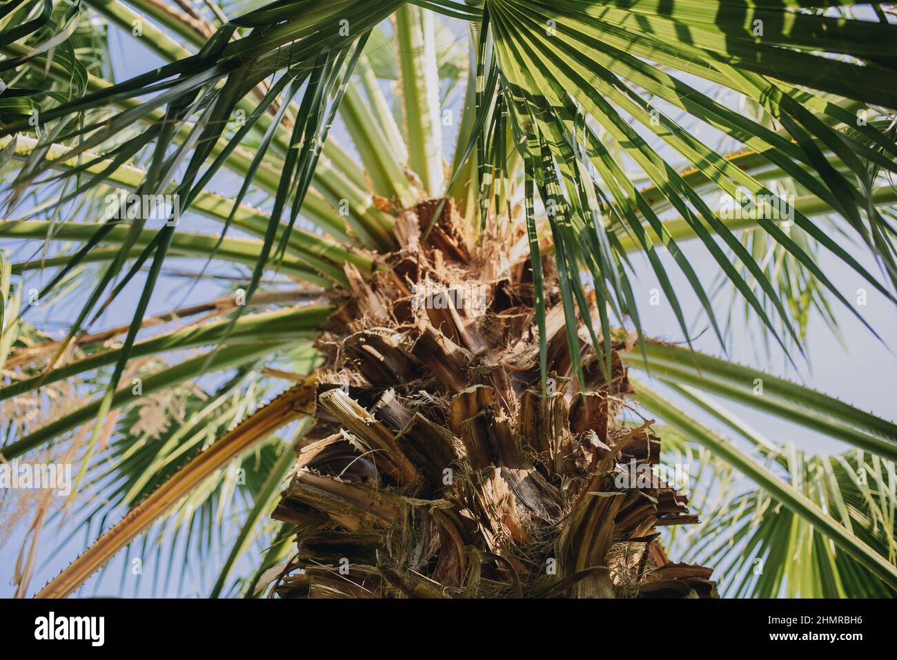 Vista ad angolo basso del tronco della palma e delle foglie sullo sfondo del cielo Foto Stock