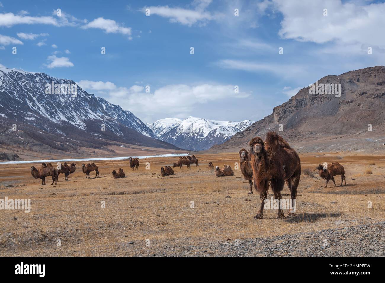 Pittoresco paesaggio primaverile con un branco di carini cammelli che pascolano nella steppa sullo sfondo di montagne innevate, cielo blu e nuvole. Altai, Rus Foto Stock