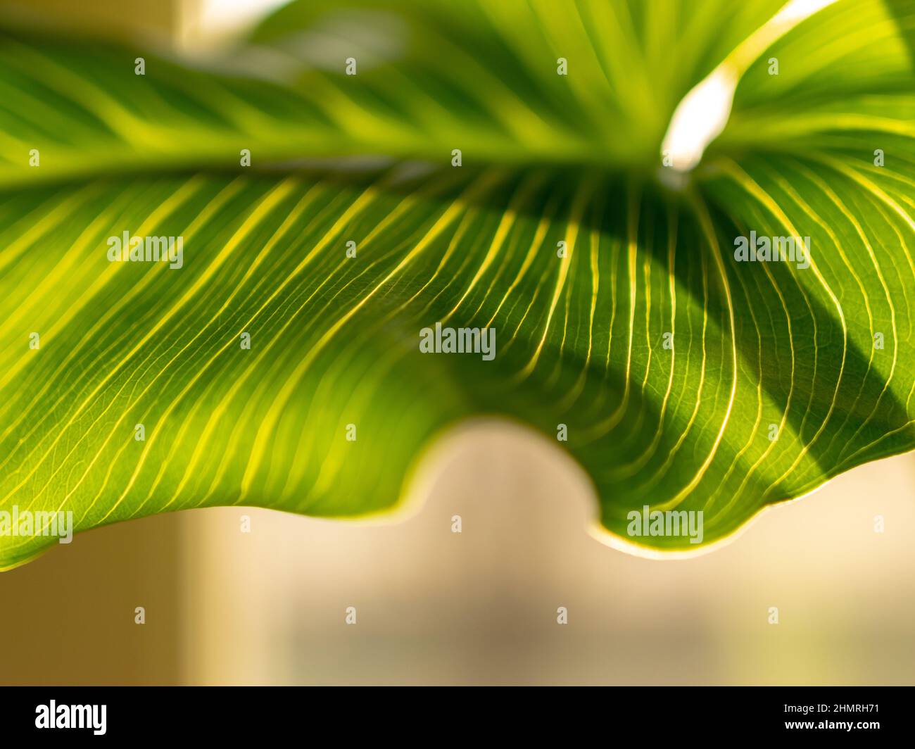 Immagini Stock - Un Primo Piano Di Erba Verde Coperta Dal Gelo Con Uno  Sfondo Sfocato. Image 162265596