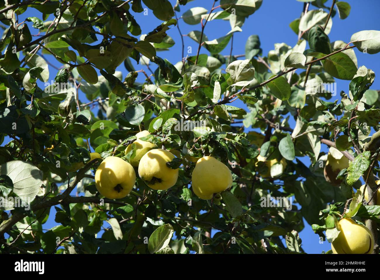 natura, pianta, albero di mele cotogne, frutto di un pomo giallo-dorato Foto Stock