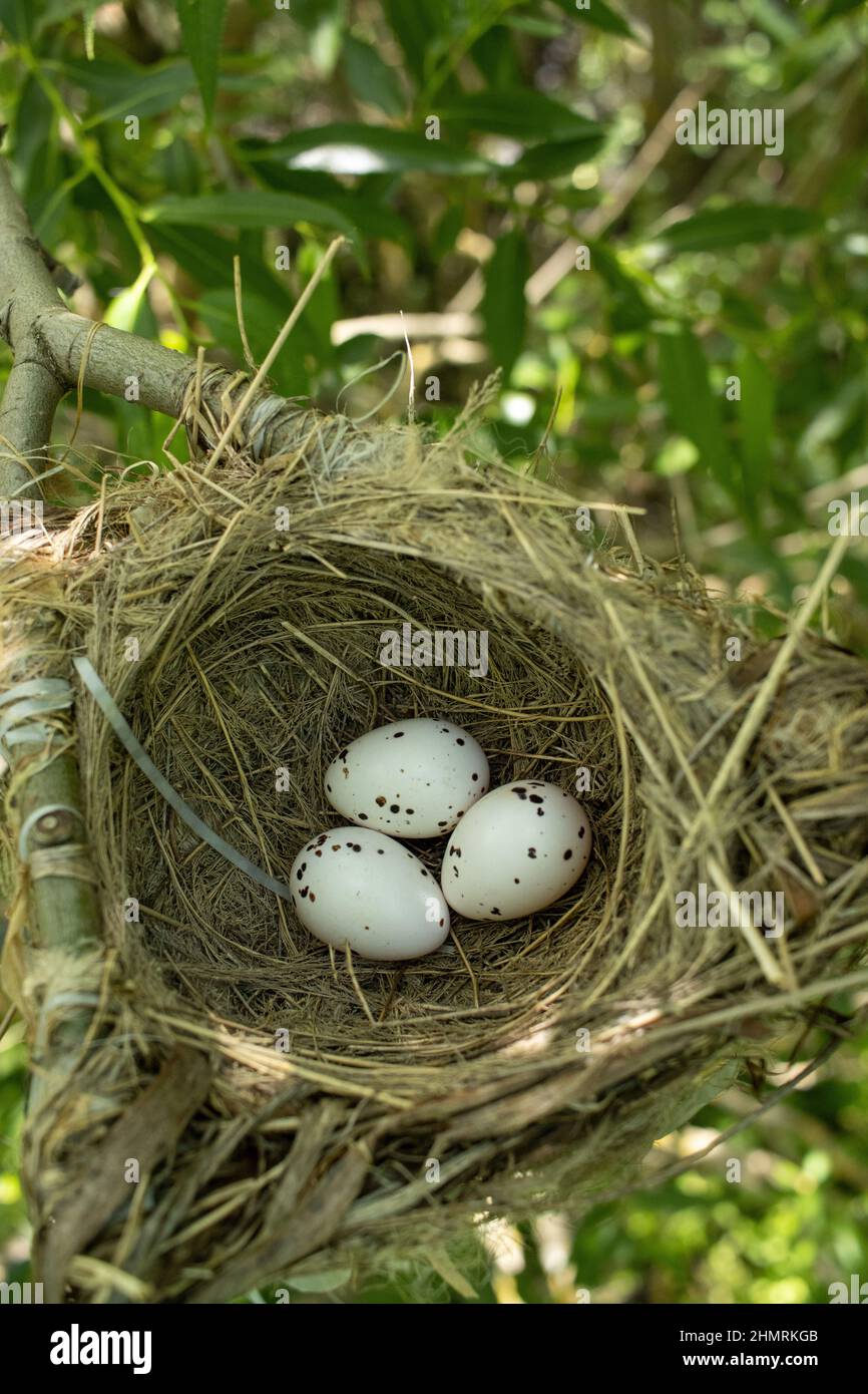ORIOLUS oriolus. Il nido della Oriole d'Oro in natura. Russia, la regione Ryazan (oblast Ryazanskaya), il distretto Pronsky, Denisovo. Foto Stock
