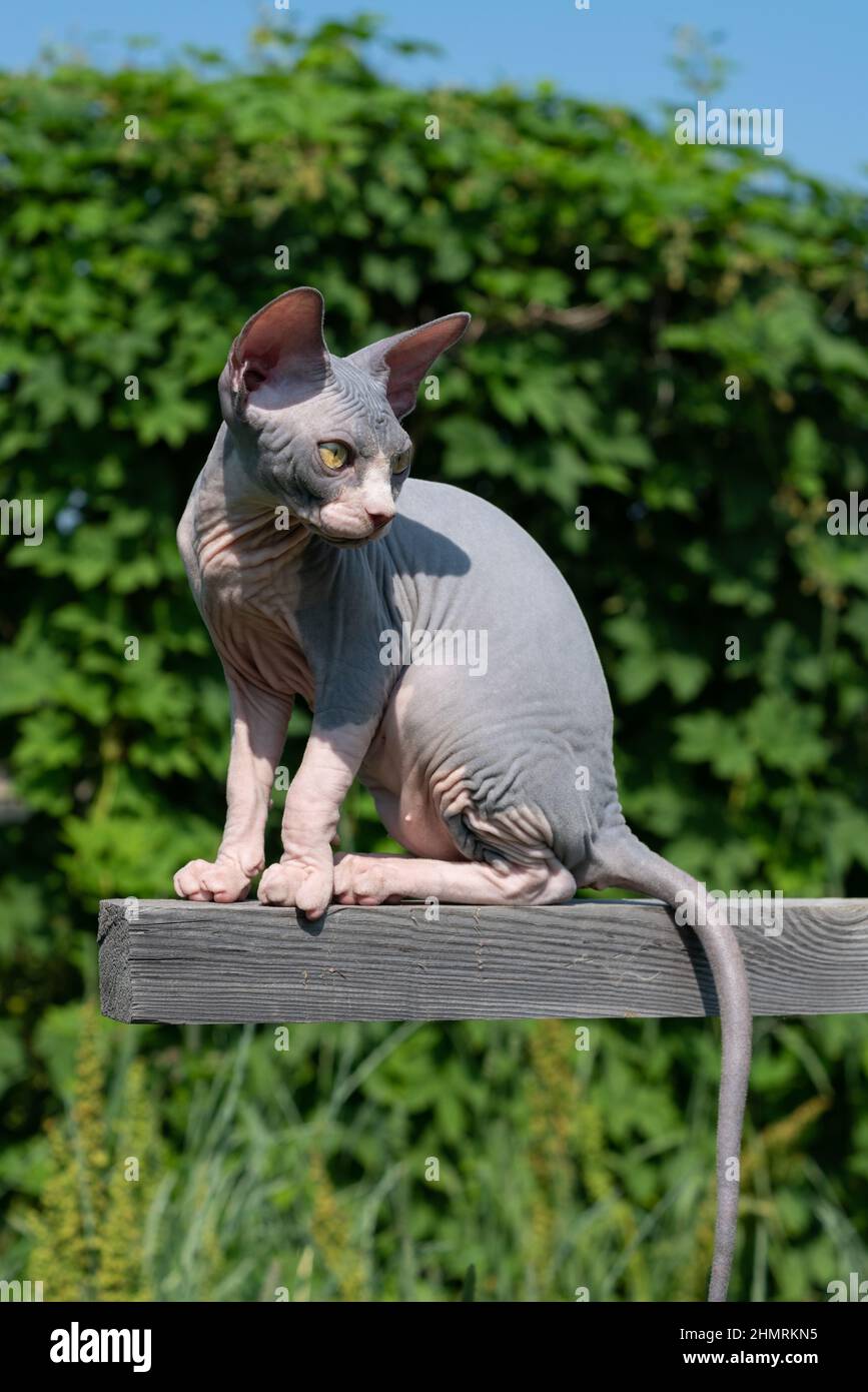 Ritratto di giovane gatto Sphynx canadese blu e bianco seduto in alto su crocevia di legno all'aperto area gioco in sole giorno d'estate, coda appesa e guardare Foto Stock