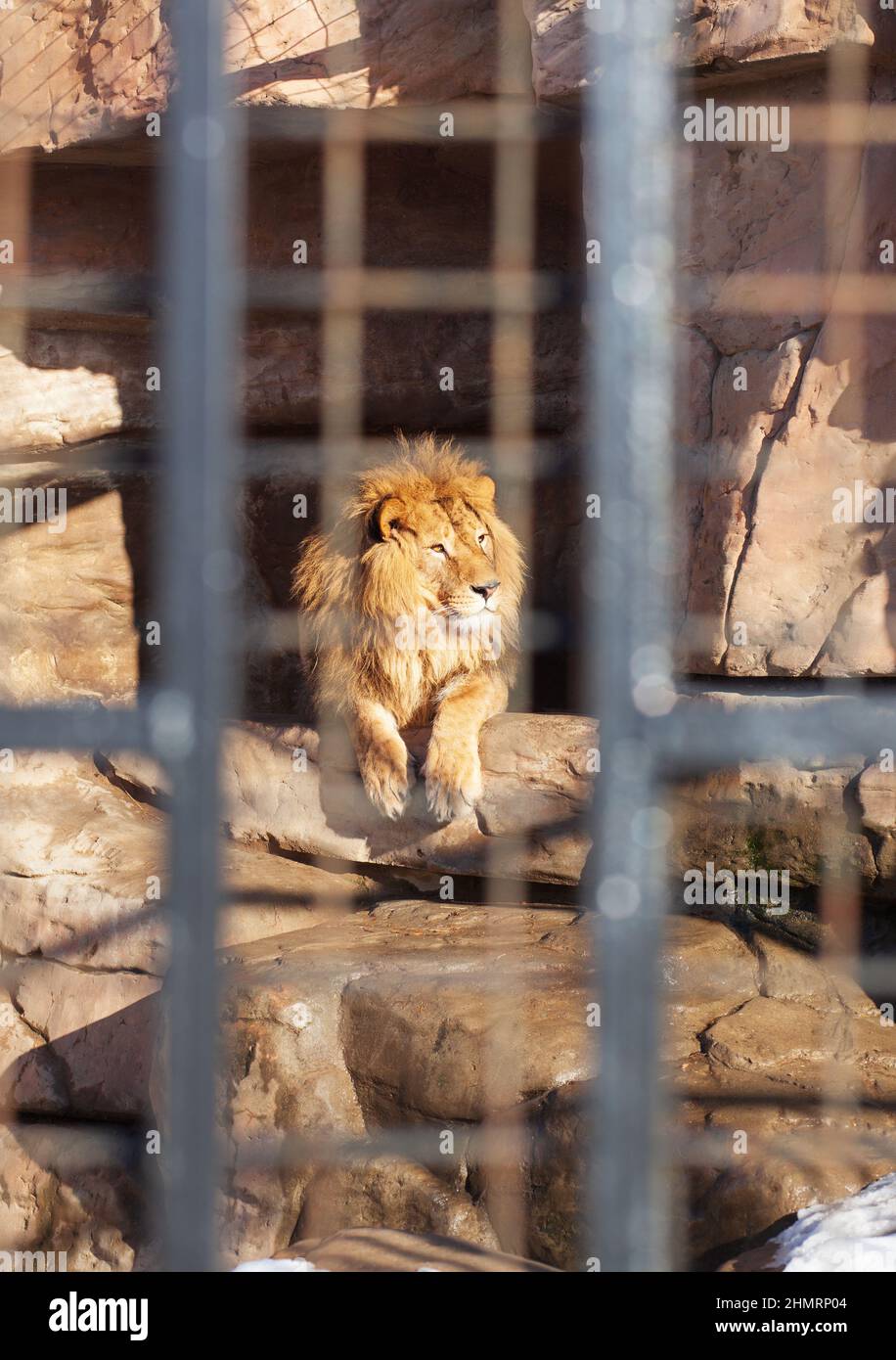 Leone nello zoo foto il re degli animali in una gabbia. Foto Stock