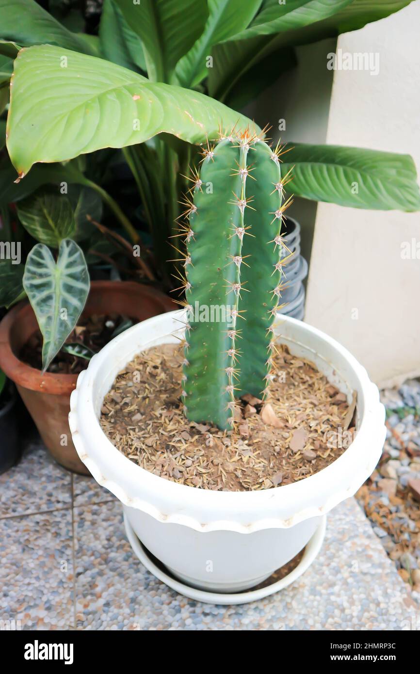 cactus , castello fiabesco o Cereus peruvianus pianta Foto Stock