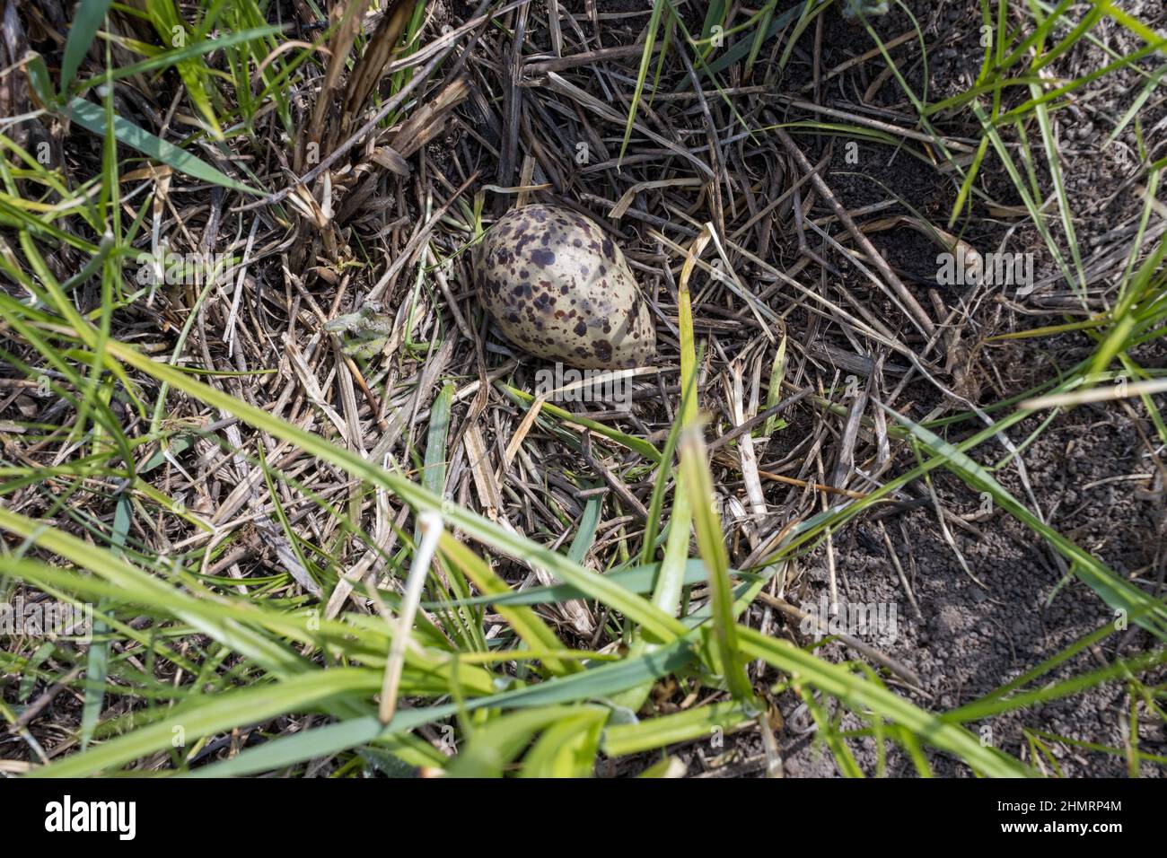 Tringa totanus. La specie dell'uccello è identificata inesattamente. Il nido del Redshank in natura. Russia, la regione Ryazan Foto Stock