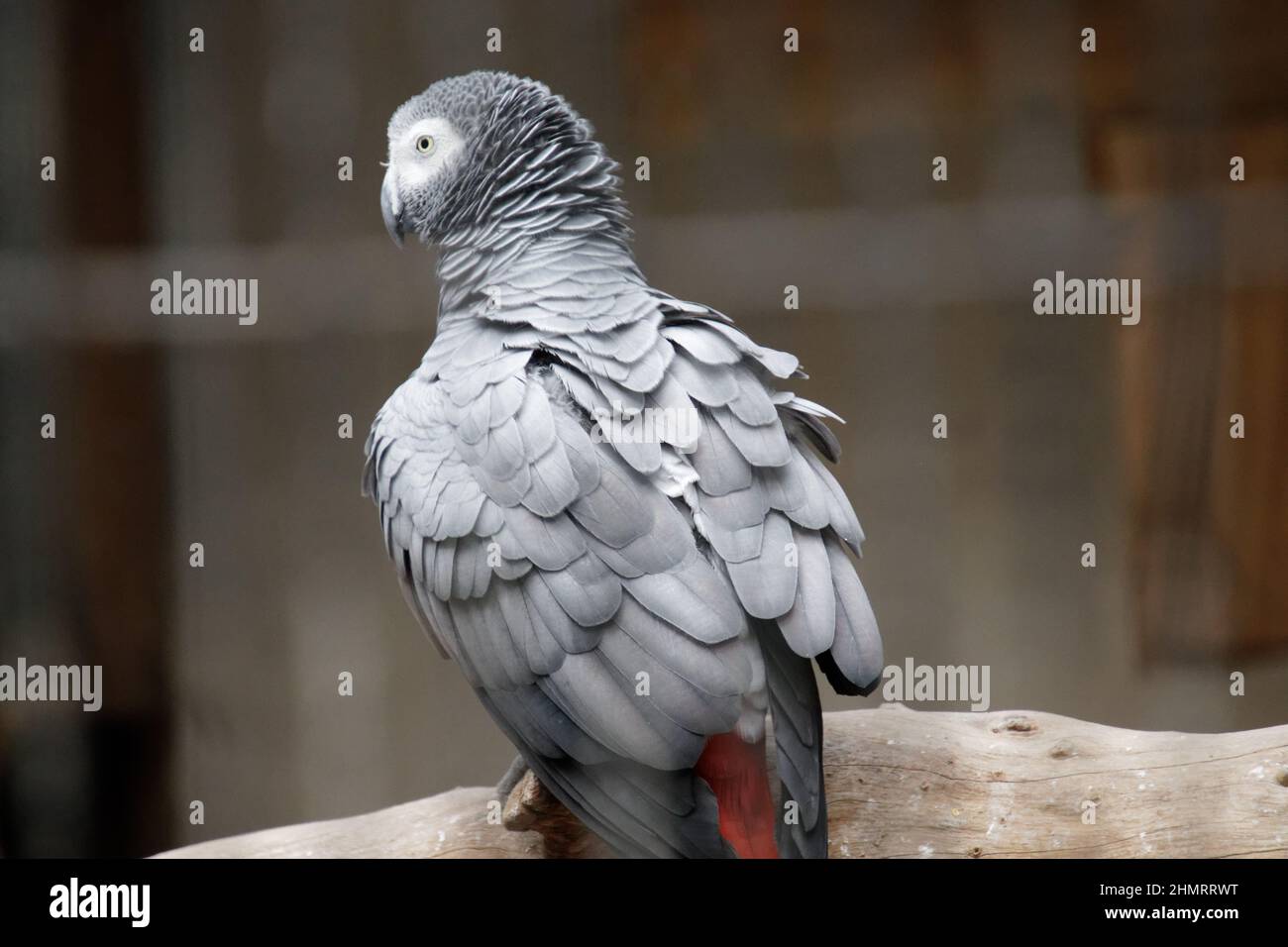 Pappagallo grigio in piedi su uno spesso ramo di un albero con il suo ritorno alla fotocamera Foto Stock