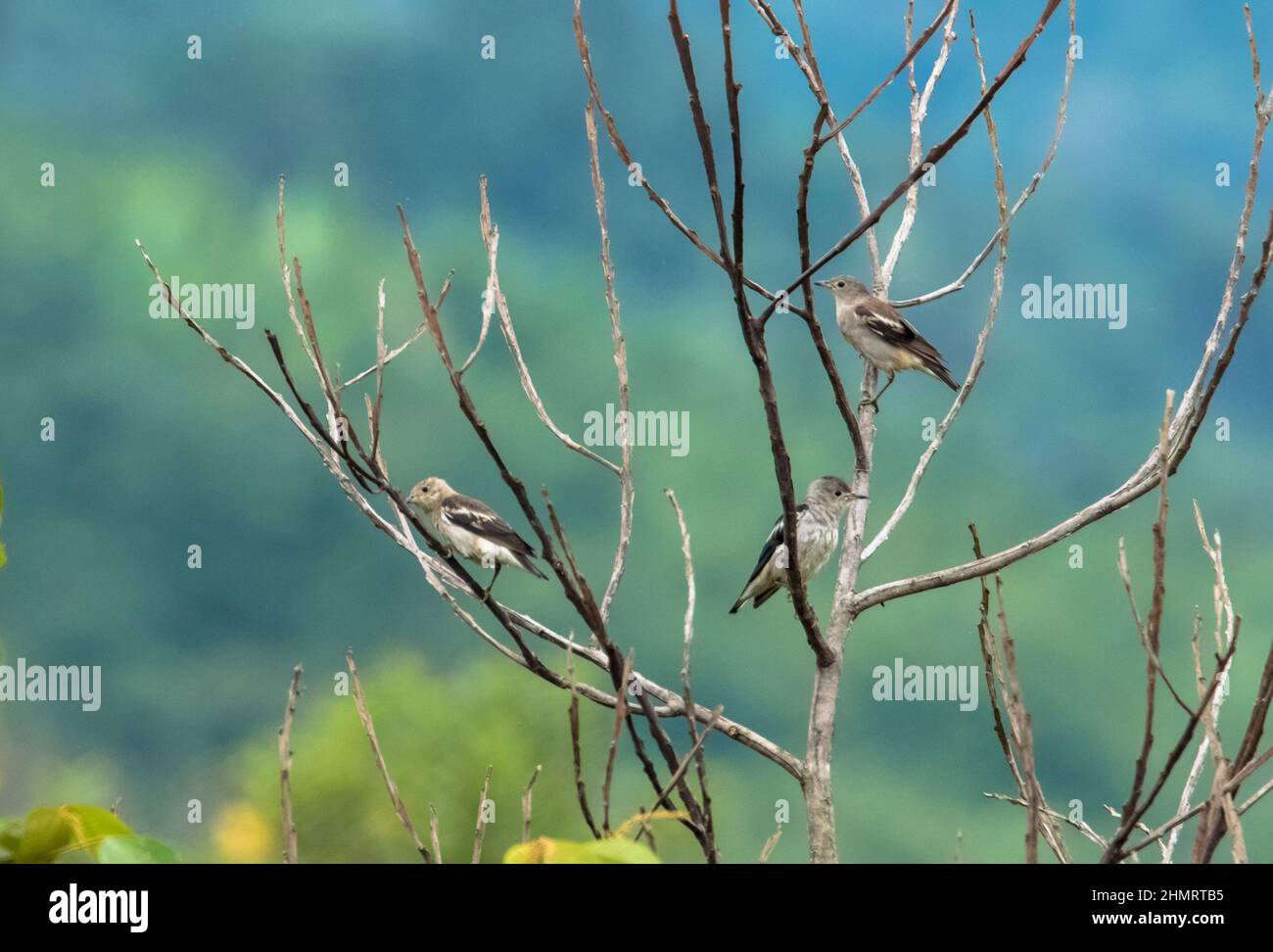 Starling con sfondo viola si erge su un ramo morto con una collina verde sullo sfondo Foto Stock