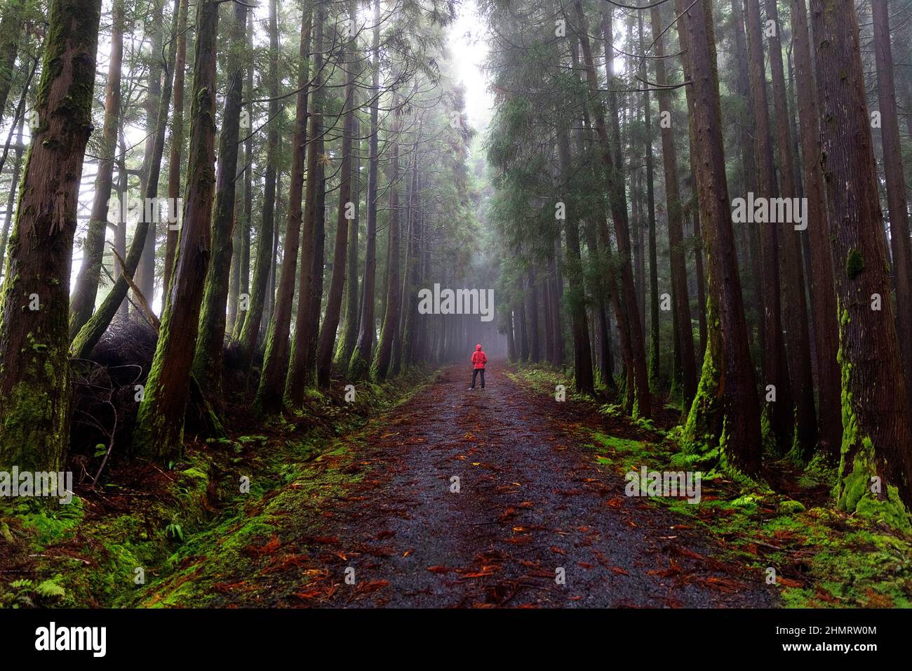 Donna in giacca rossa in piedi su sentiero boschivo coperto di foglie cadute in foresta magica decidua, Terceira, Azzorre, Portogallo Foto Stock