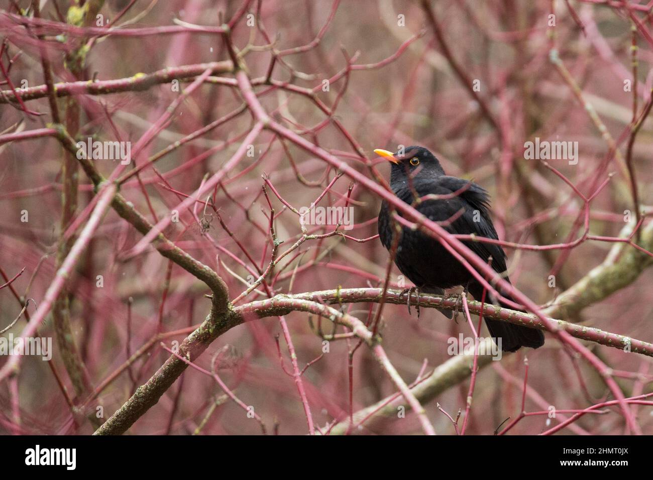 Blackbird su un albero nella foresta Foto Stock
