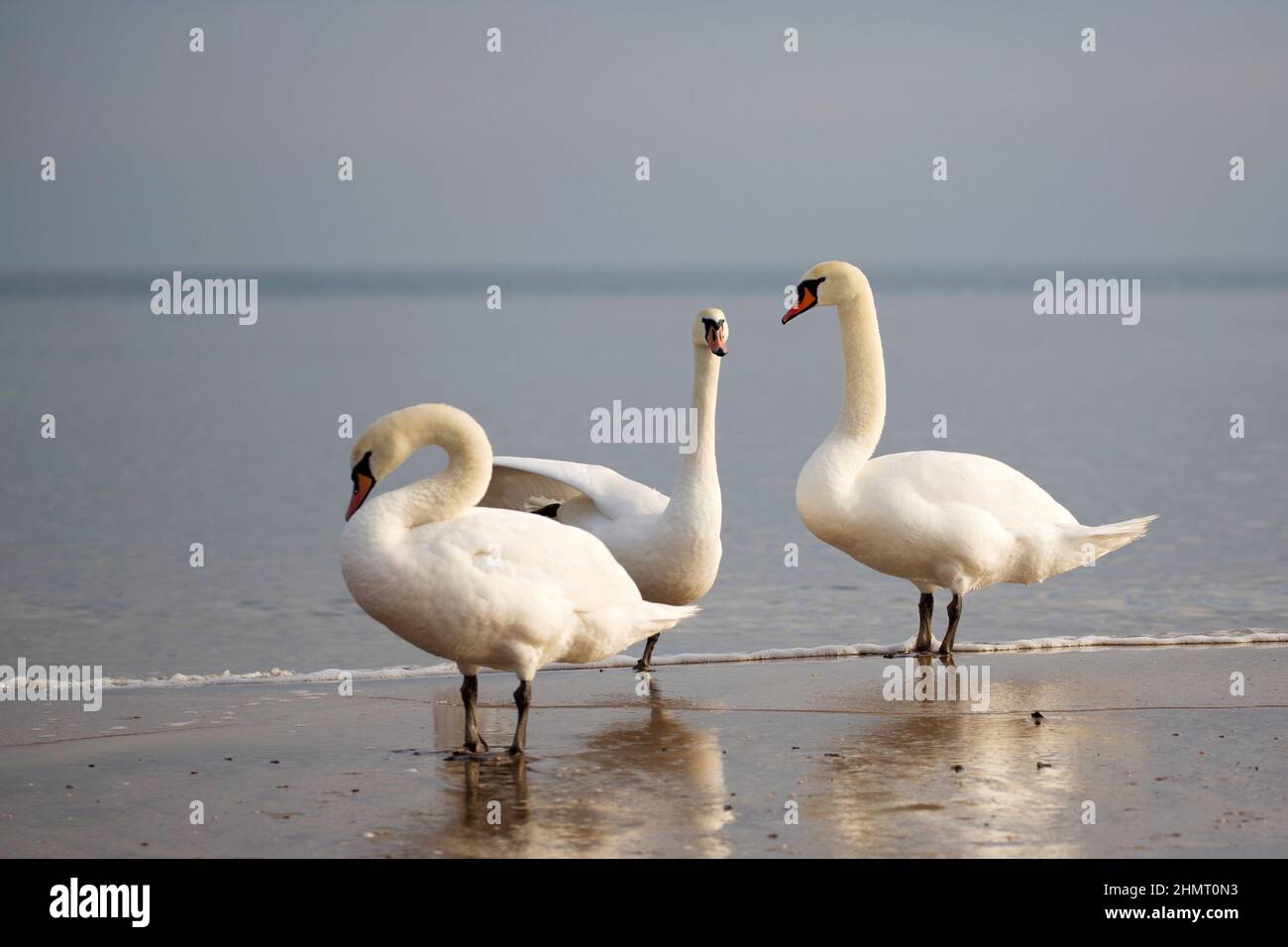 Cigni nella natura selvaggia vicino al mare Foto Stock