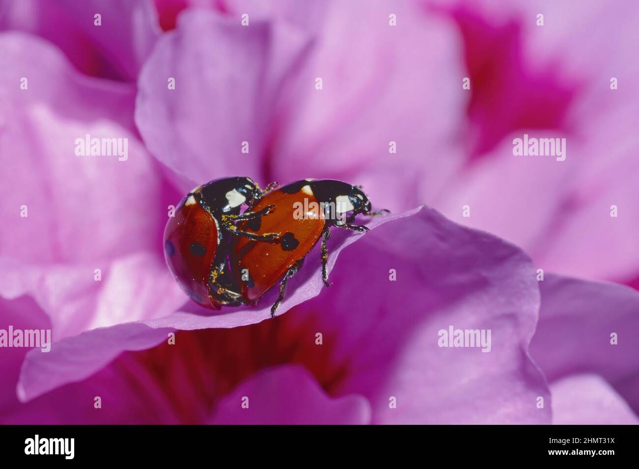Accoppiamento a sette punti di coccinella septempuncata, Coccinellidae Foto Stock