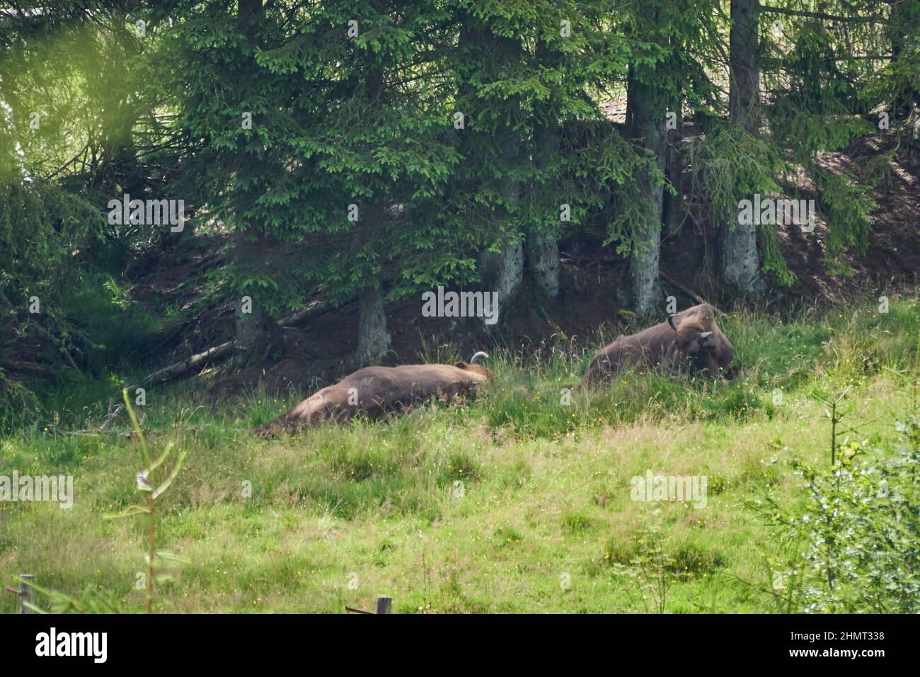 bisonte europeo, wisent, Bos bonasus, pascolo su prato nelle scuderia di una vicina foresta lungo il sentiero escursionistico Rothaarsteig. Foto Stock